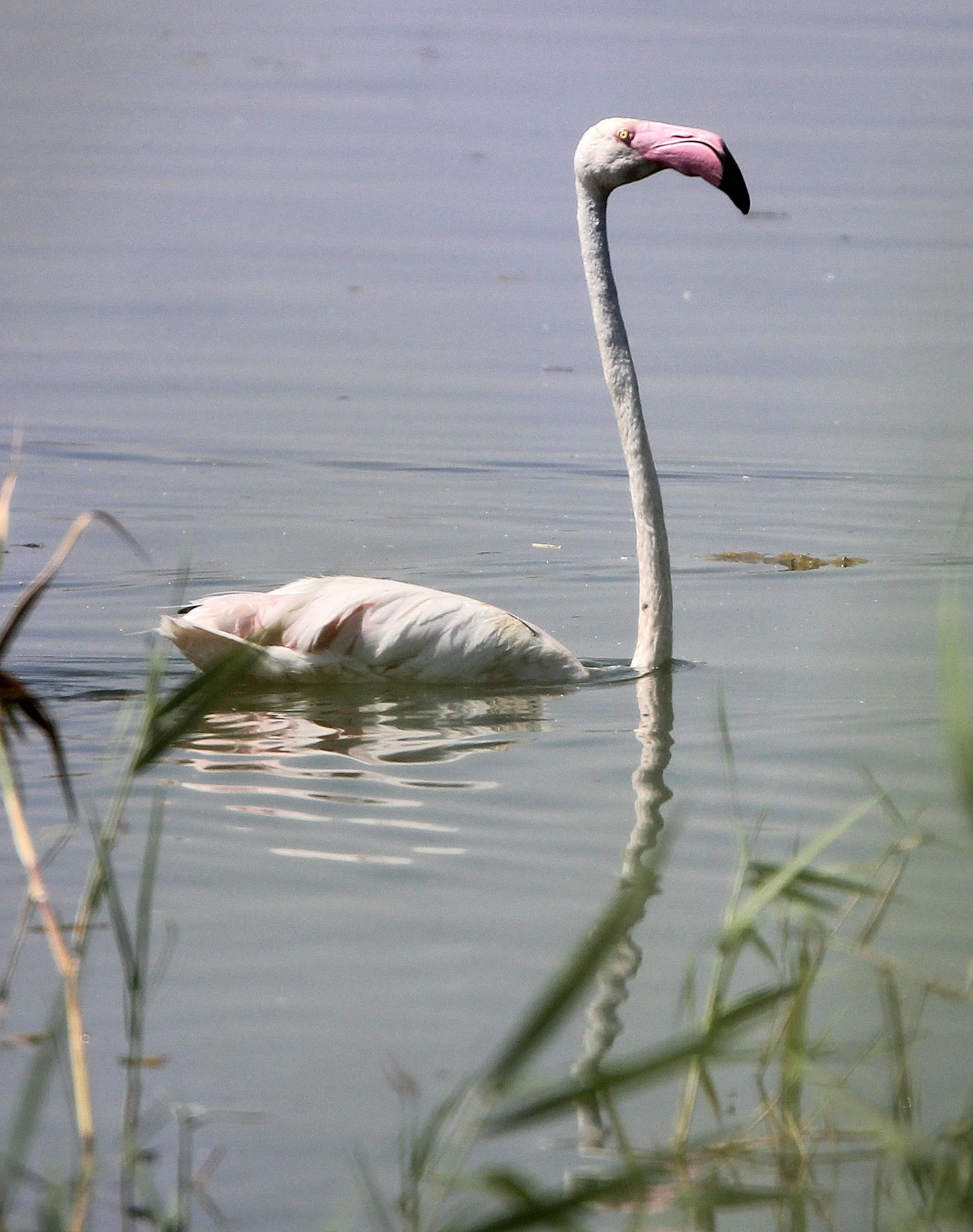 Phoenicopterus roseus - Greater Flamingo - Laguna Dulce Spain (6).JPG