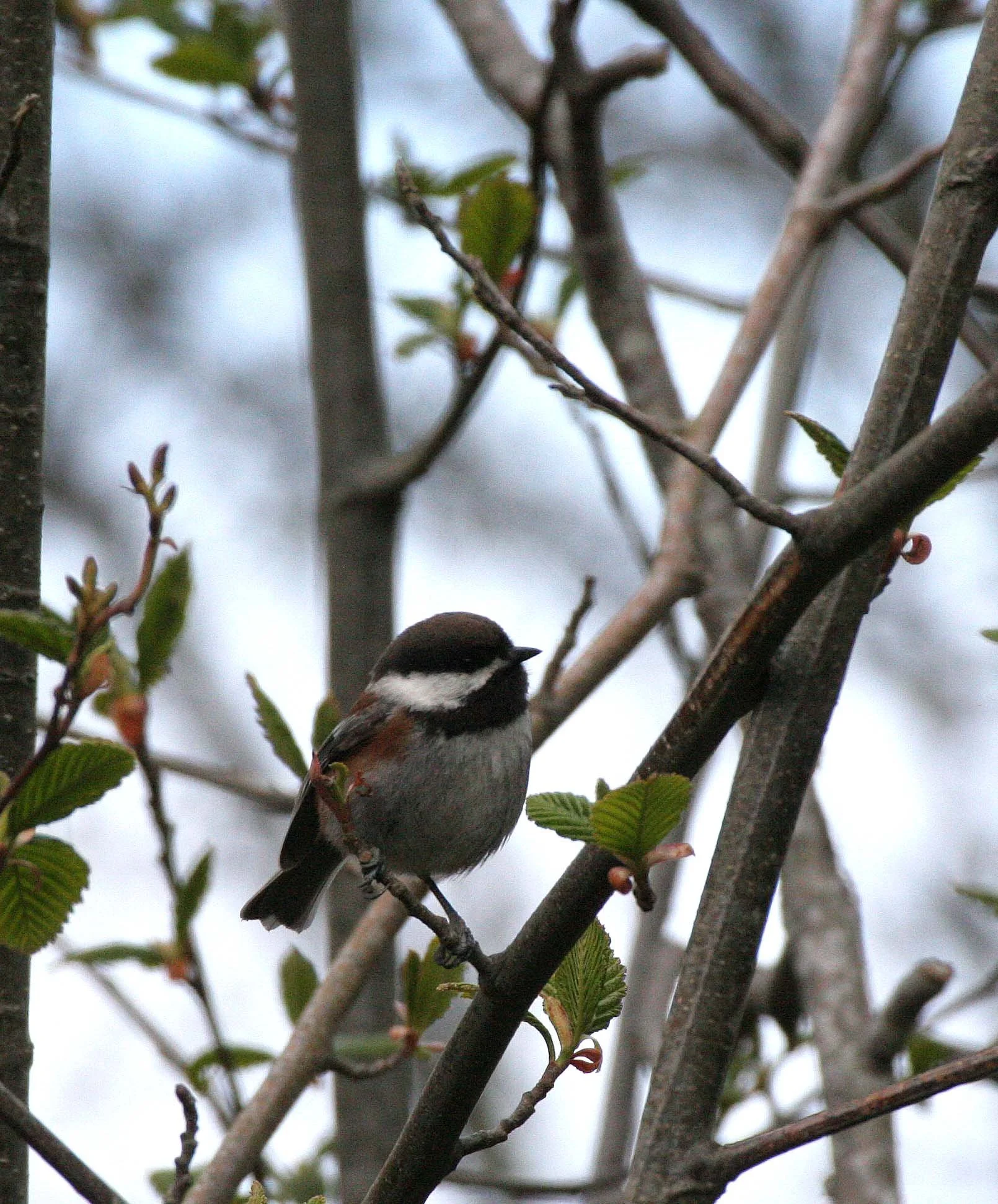 Chestnut-backed Chickadee (Poecile rufescens) Lake Farm Trails, Olympic Peninsula, Washington (30).JPG