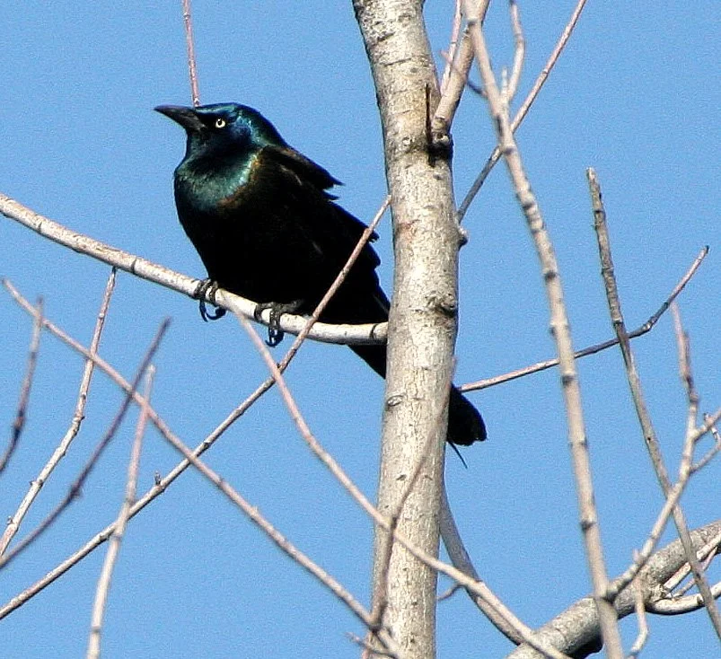 Common Grackle (Quiscalus quiscula) West Chicago Marsh Illinois (4).jpg