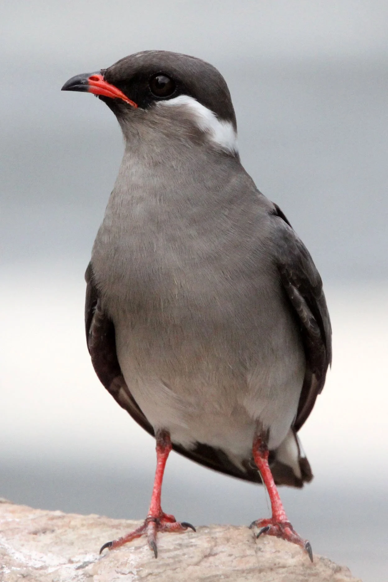 PRATINCOLE - ROCK PRATINCOLE - Glareola nuchalis - MURCHISON FALLS NATIONAL PARK UGANDA (10).JPG
