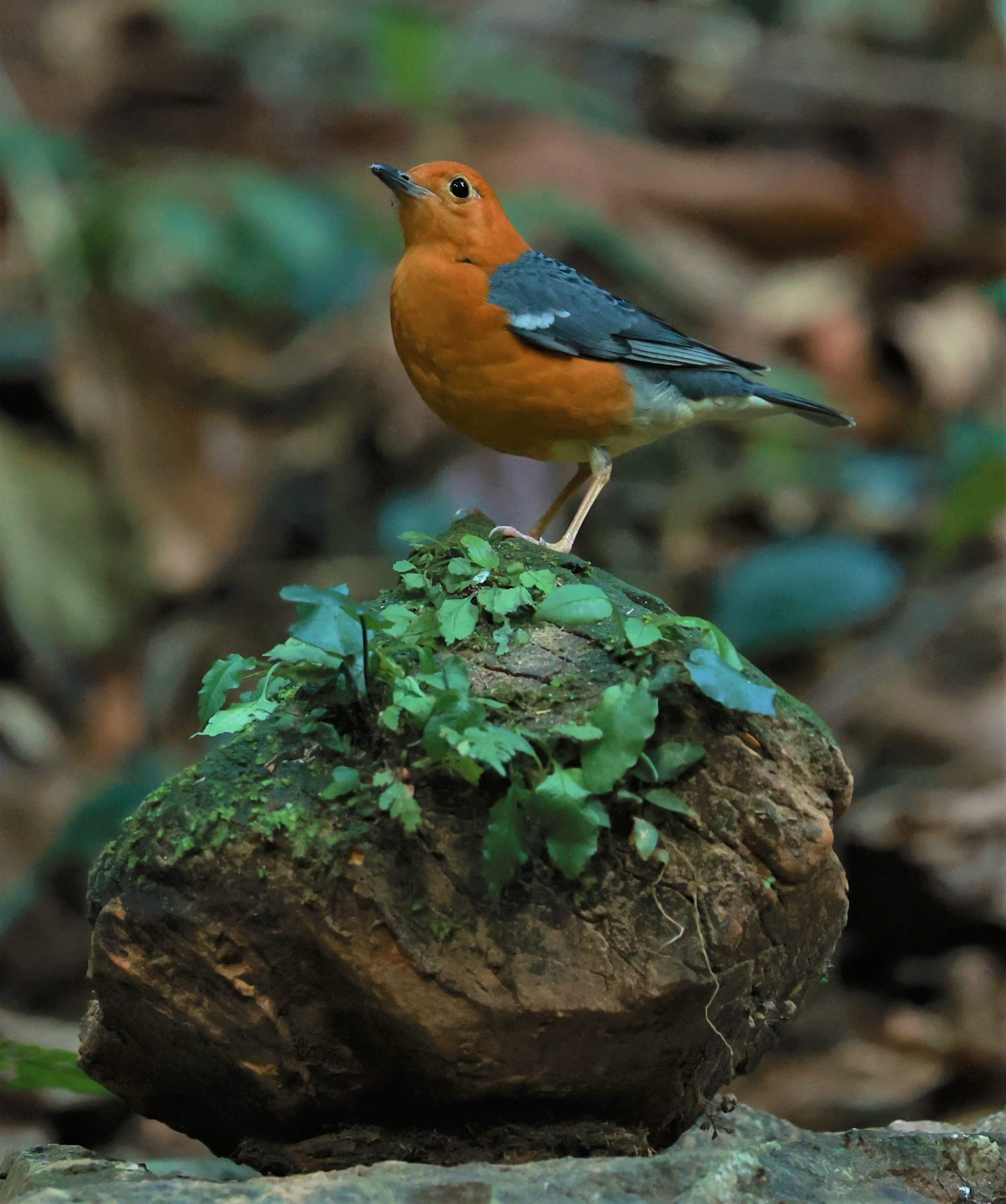 Orange-headed Thrush (Zoothera citrina) Si Phang Nga National Park, Thailand Feb 18-19, 2023 (36).jpg