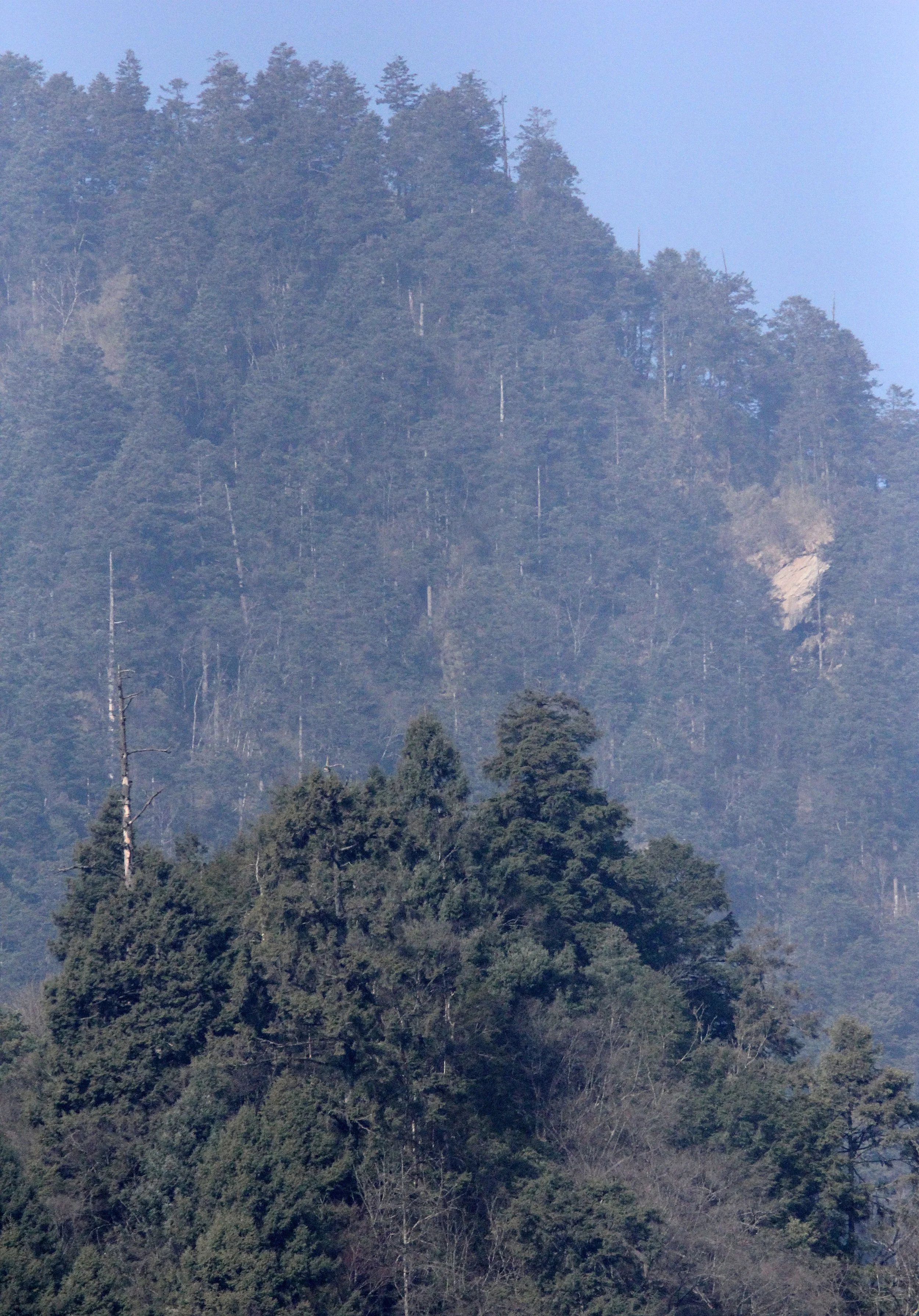 TANGJIAHE NATURE RESERVE, SICHUAN CHINA (7).JPG