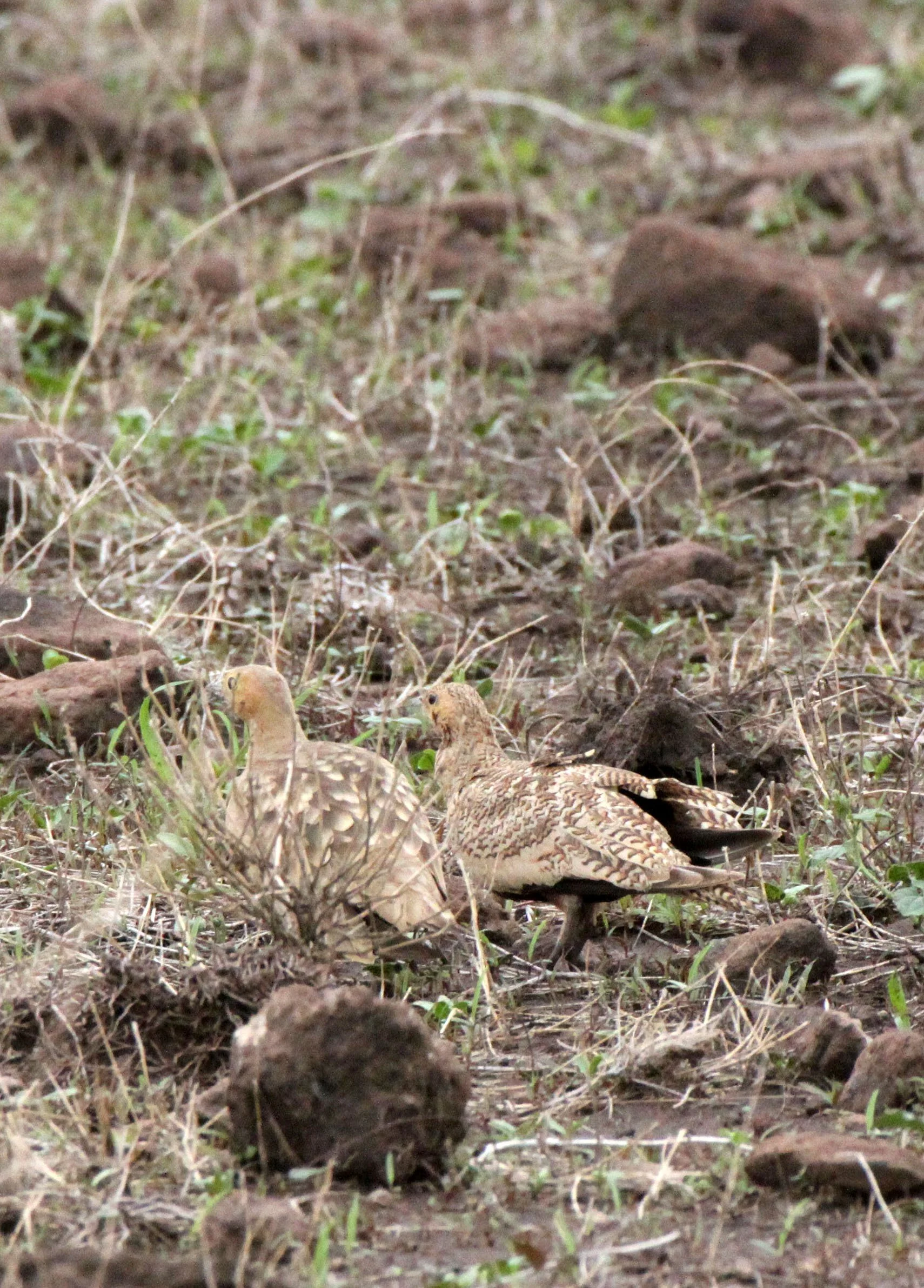 Chestnut-bellied Sandgrouse (Pterocles exustus) Ali Dege Plains Ethiopia (3).JPG