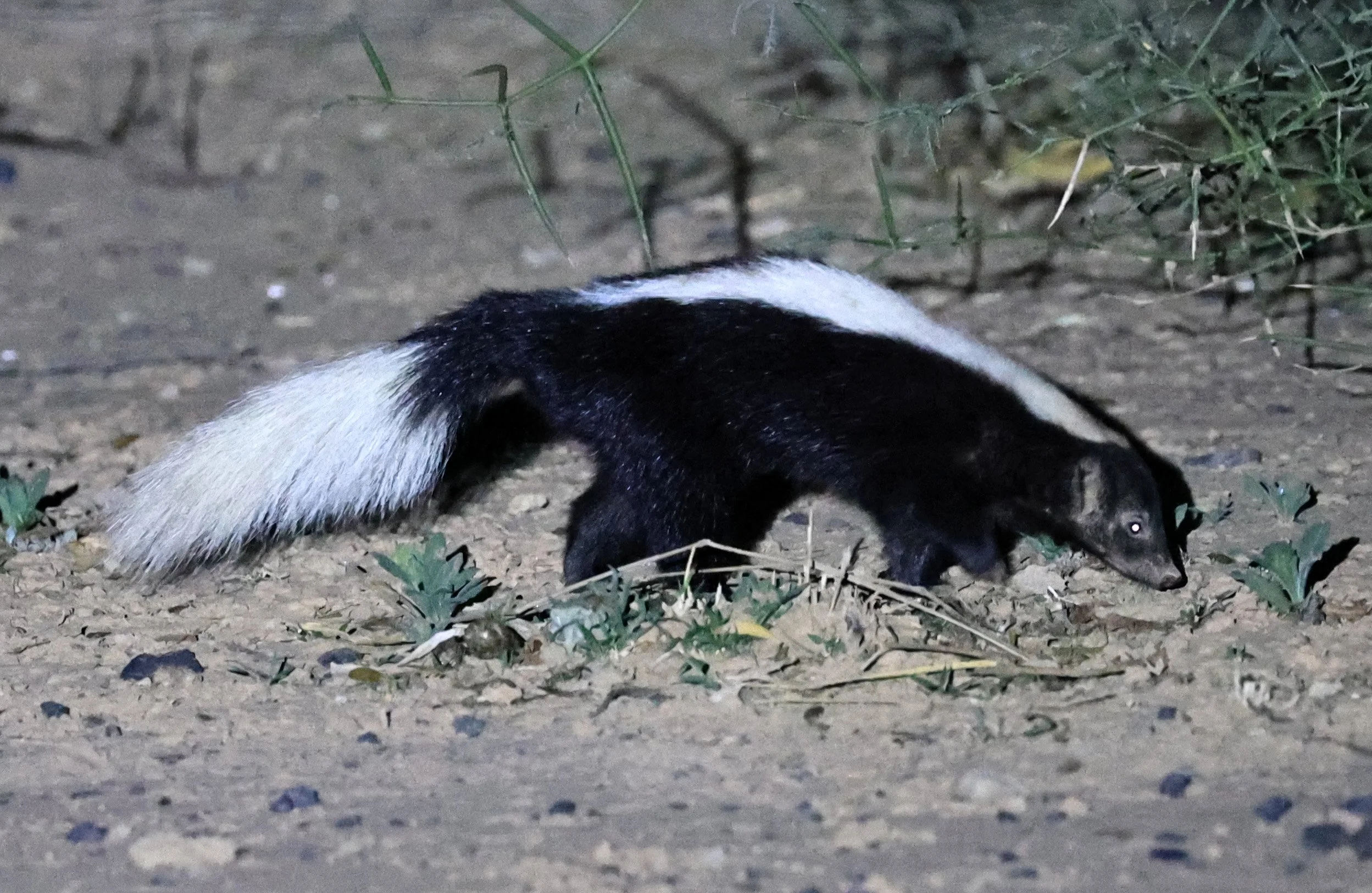 Molina's Hog-nosed Skunk (Conepatus chinga) Estancia Campo'í Paraguay (139).jpg