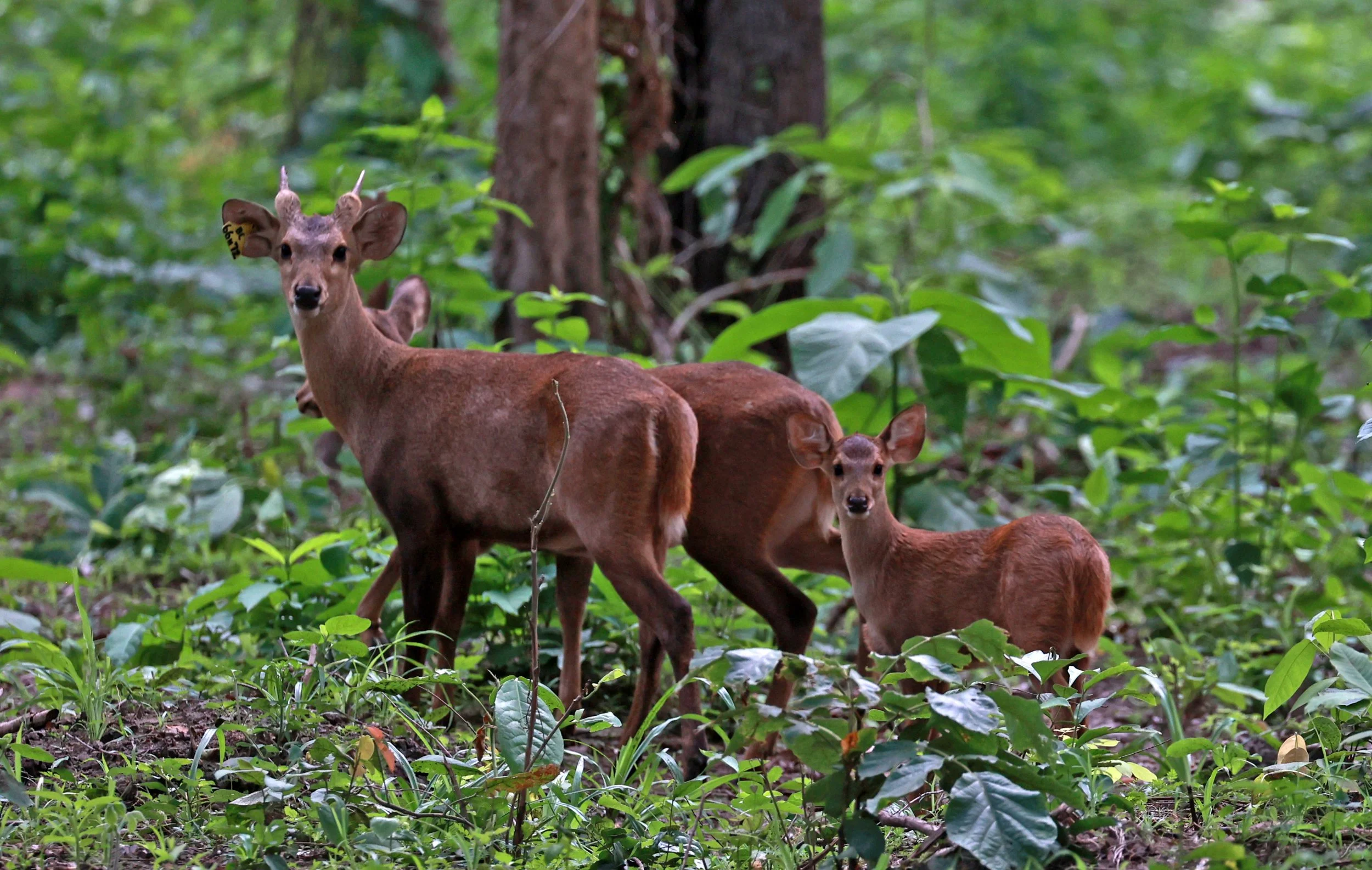 Axis annamiticus - Indochinese Hog Deer - Huai Kha Khaeng Wildlife Sanctuary June 2024 (20).jpg