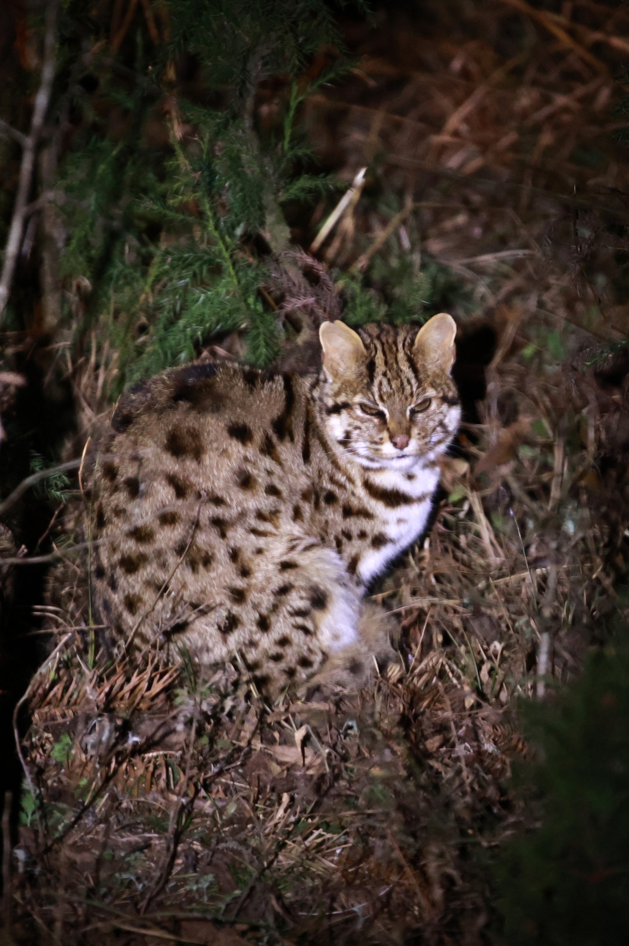 Mainland Leopard Cat (Prionailurus bengalensis) Tangjiahe National Nature Reserve, Sichuan China (5).jpg