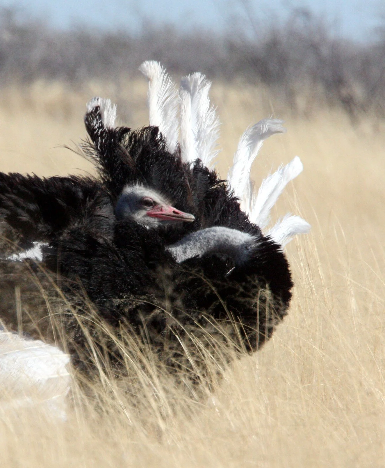 Struthio camelus australis - SOUTH AFRICAN OSTRICH - ETOSHA NATIONAL PARK NAMIBIA (14).JPG