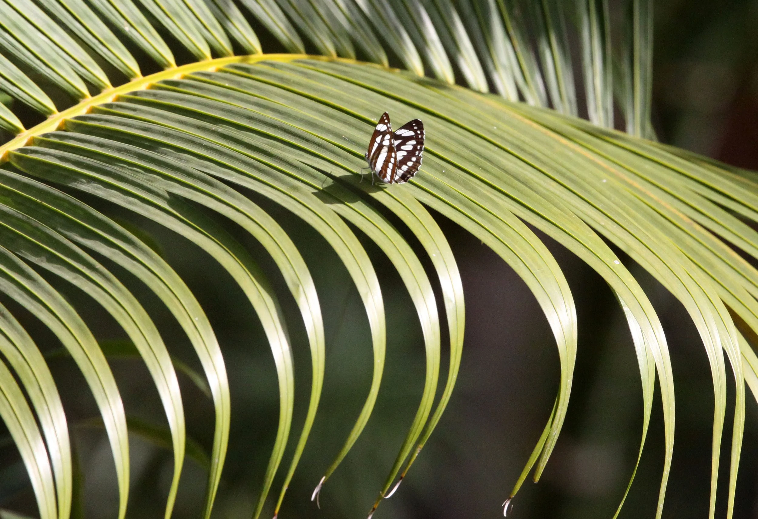 Nymphalidae - Pallas' Sailer (Neptis sappho) Bandhavgar NP, India