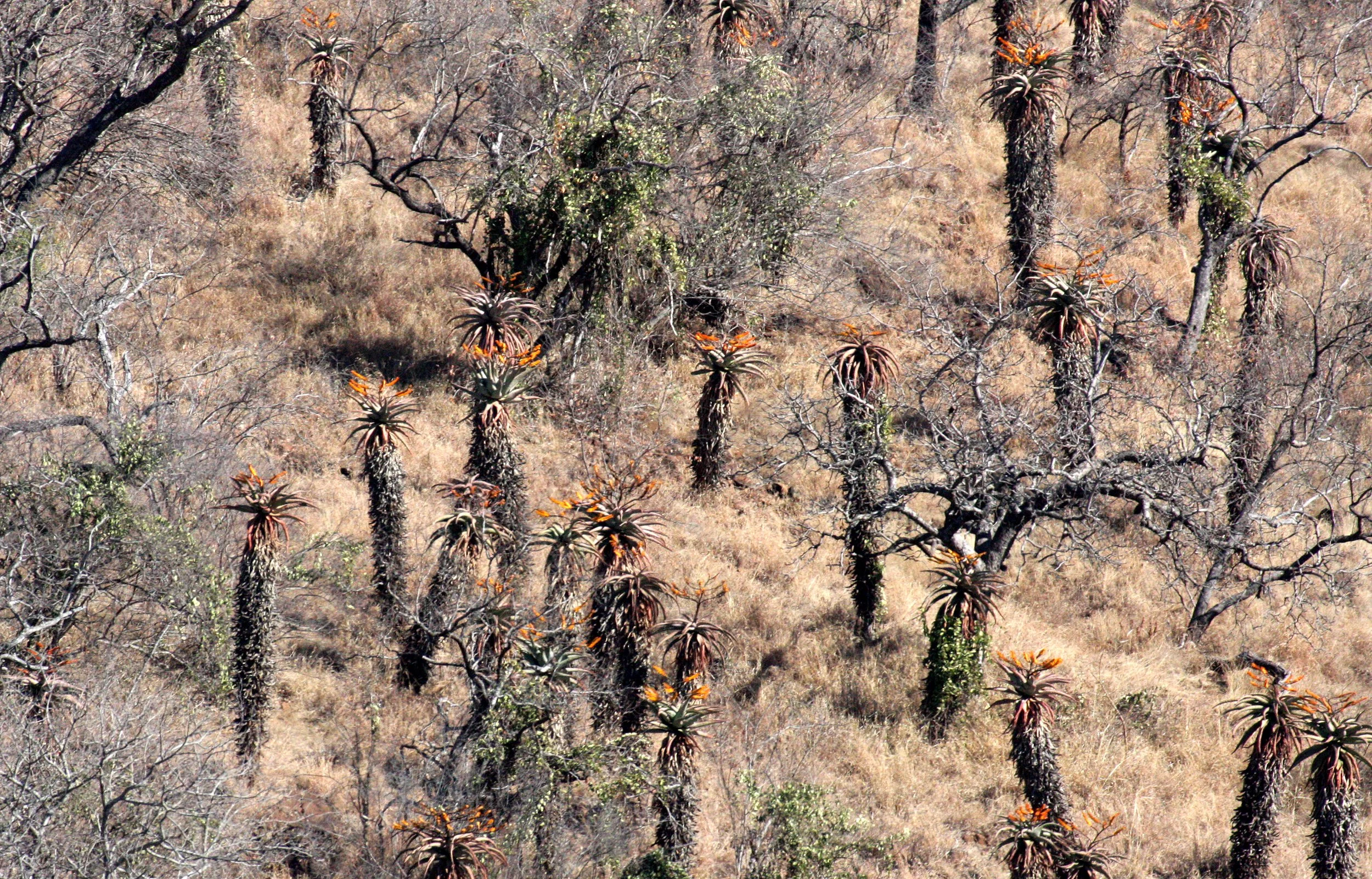 NATAL SOUTH AFRICA - ALOE WOODLAND (7).JPG