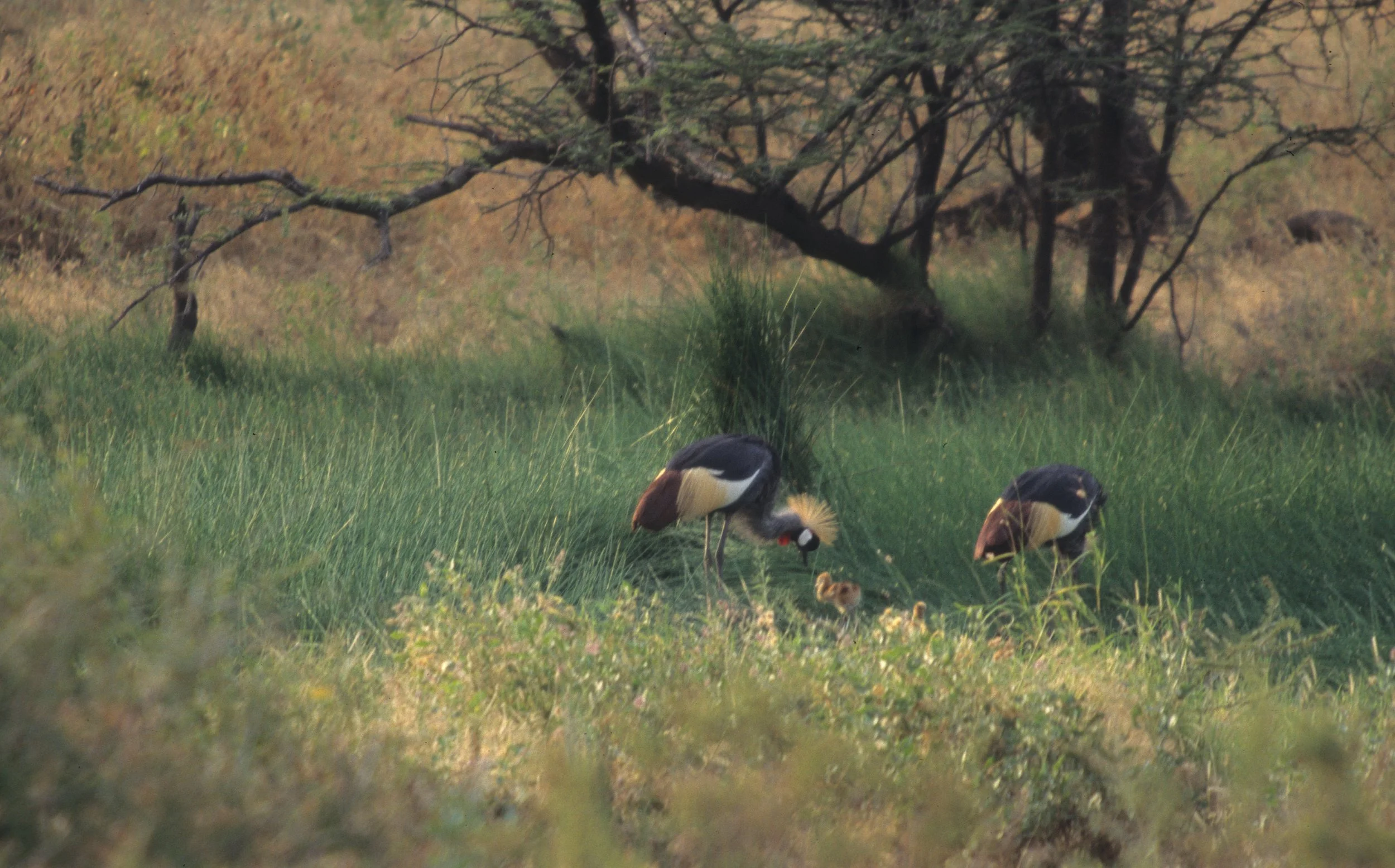 BIRDS - CRANE - CROWNED - EASTERN - UGANDA.jpg