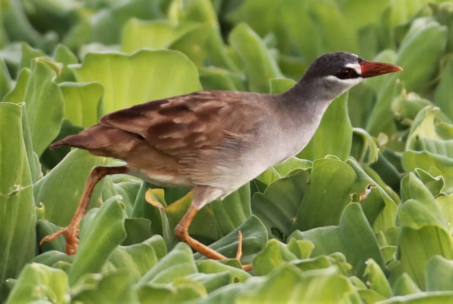White-browed Crake (Porzana cinerea) Khon Kaen Sewage Treatment Plant (20).jpg