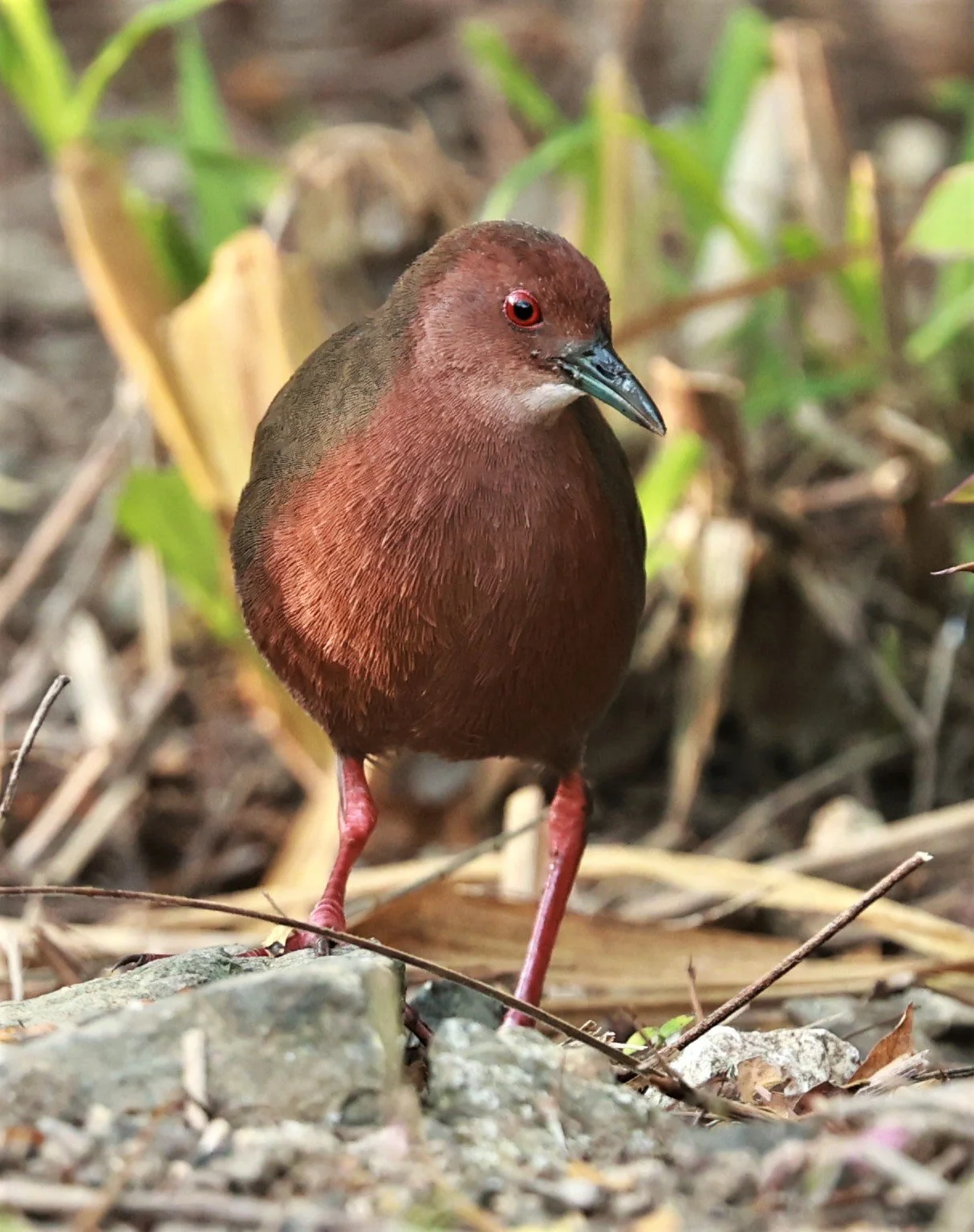 Ruddy-breasted Crake (Porzana fusca) Kaeng Krachan