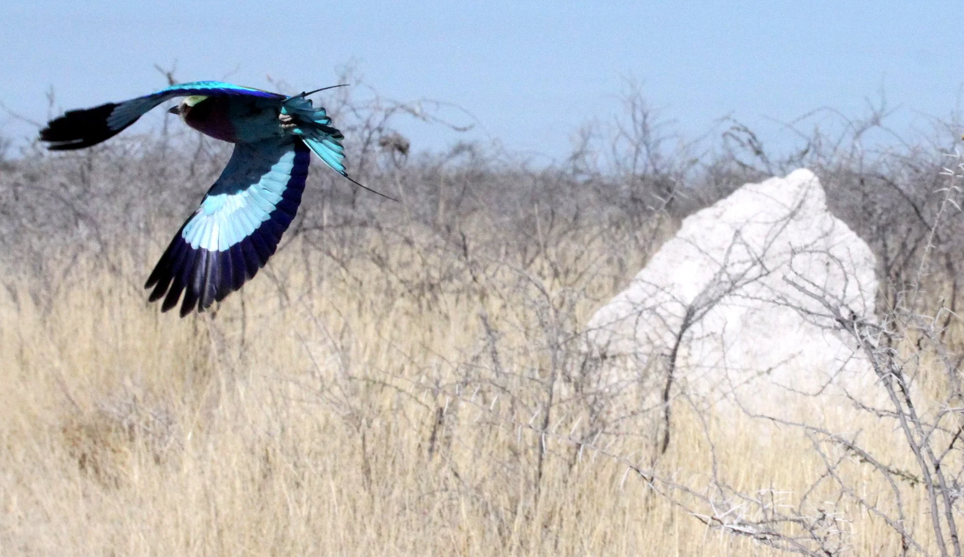 Lilac-breasted Roller (Coracias caudatus) Etosha NP Namibia (8).JPG