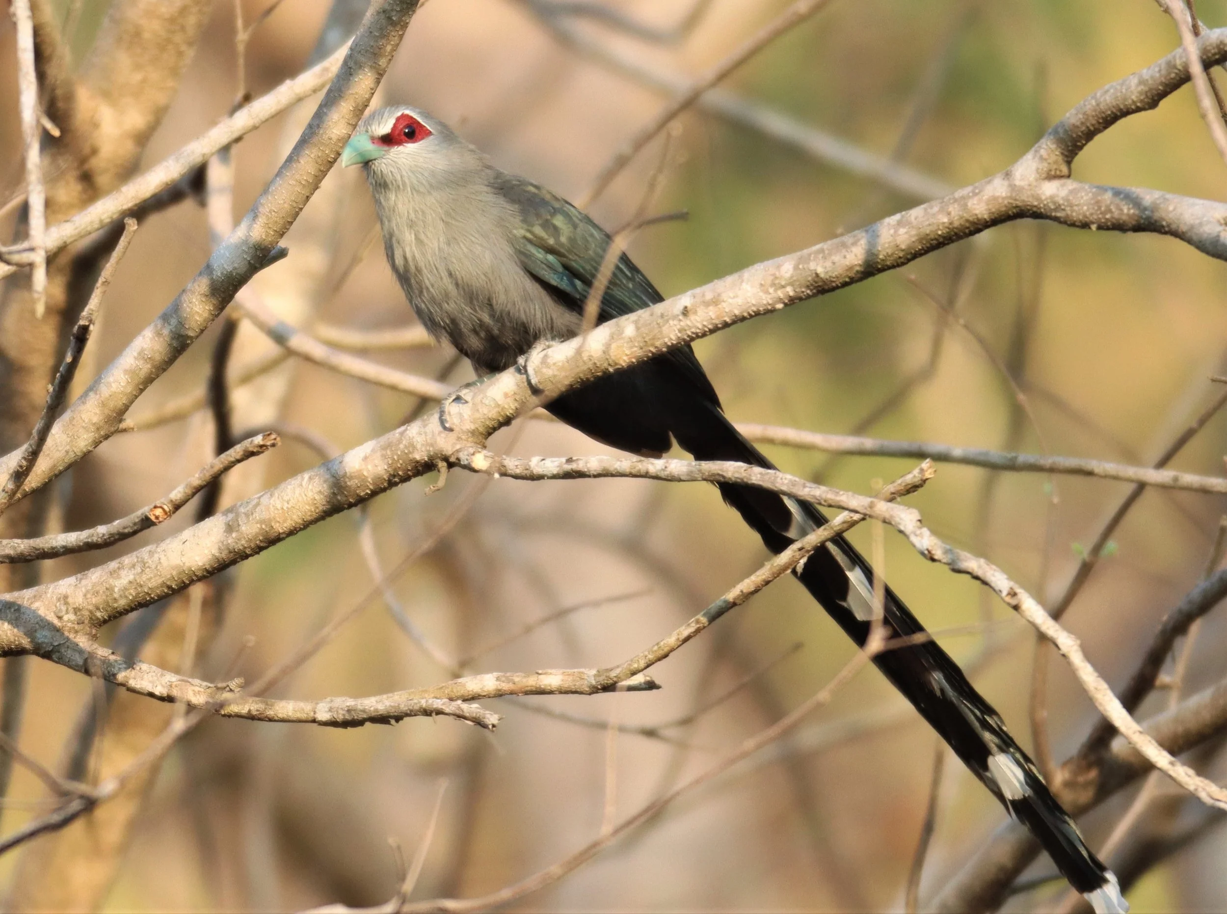 Green-billed Malkoha (Phaenicophaeus tristis) Pak Chong Hot Springs Thailand (12).jpg
