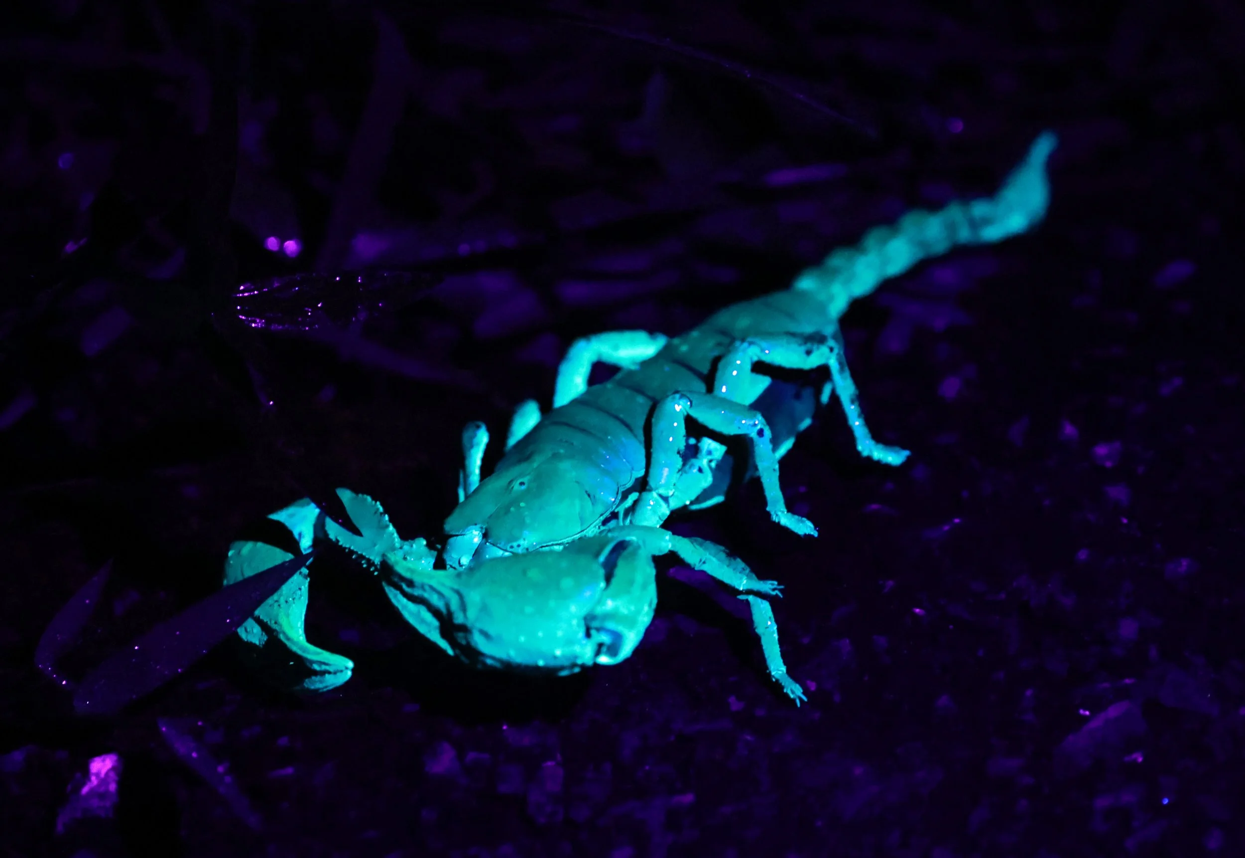 Giant Forest Scorpion in UV light