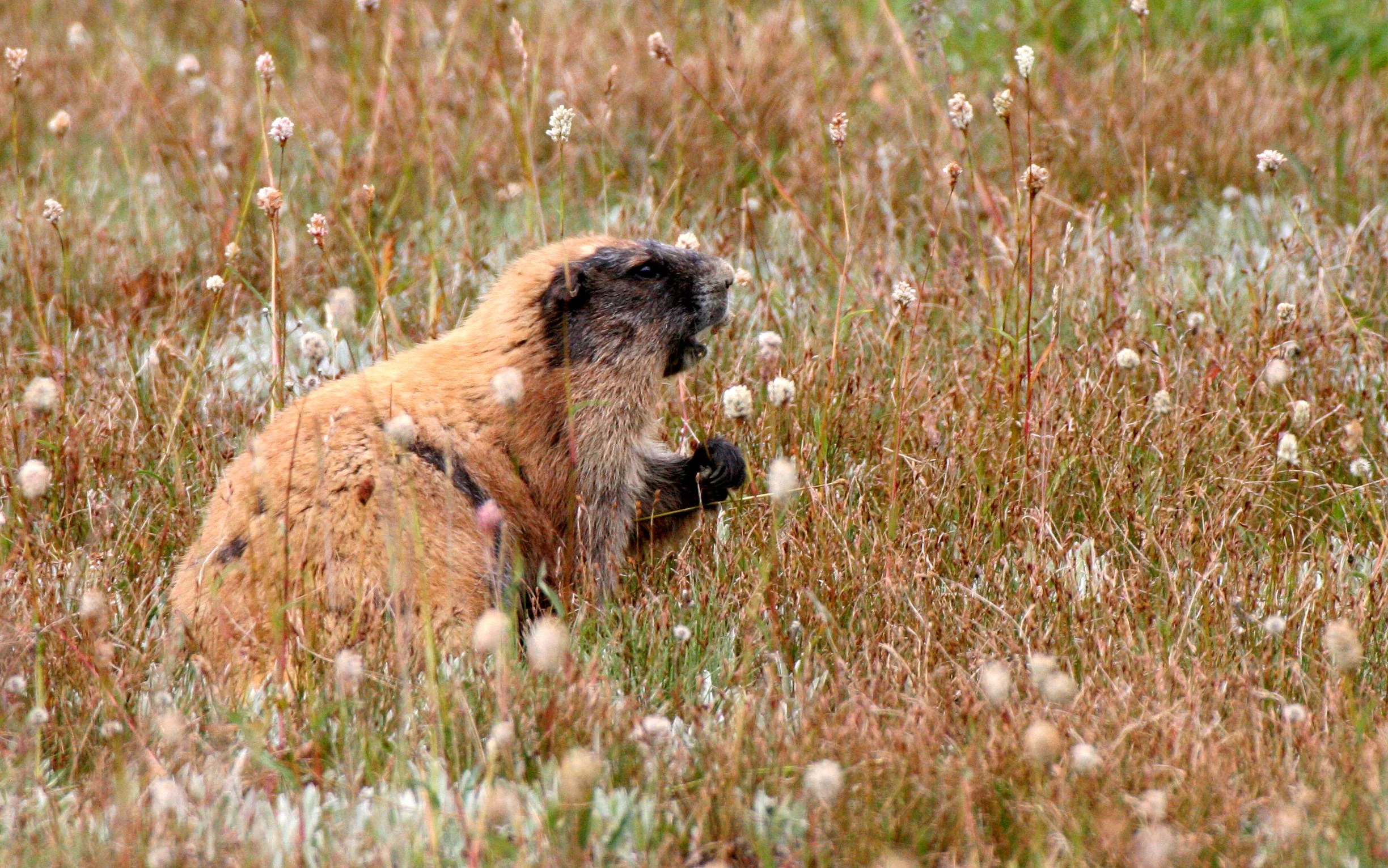 RODENT - MARMOT - OLYMPIC MARMOT - OLYMPIC NATIONAL PARK  (18).JPG