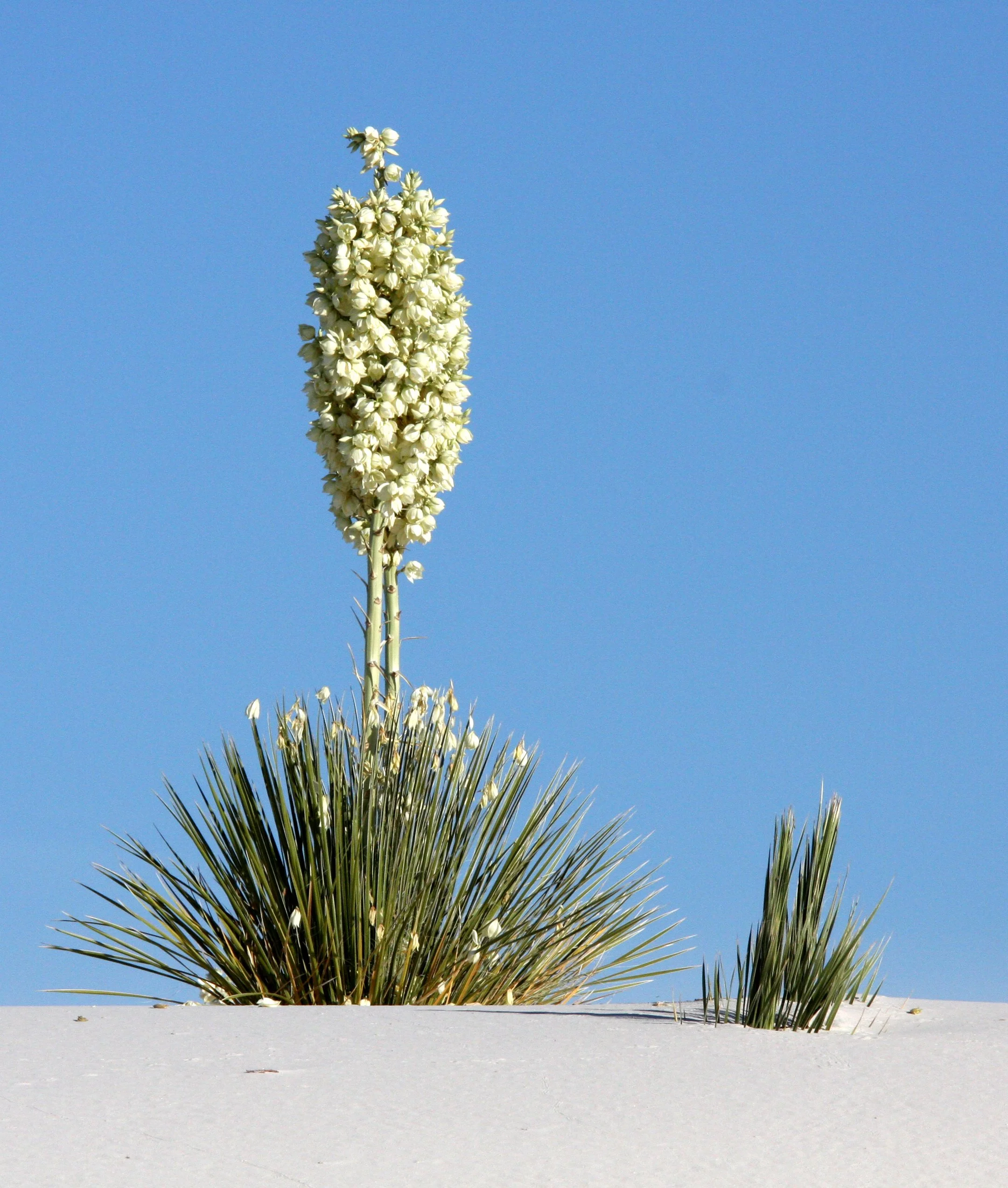 AGAVACEAE - YUCCA ELATA - SOAPTREE YUCCA - WHITE SANDS NATIONAL MONUMENT, NEW MEXICO (3).JPG