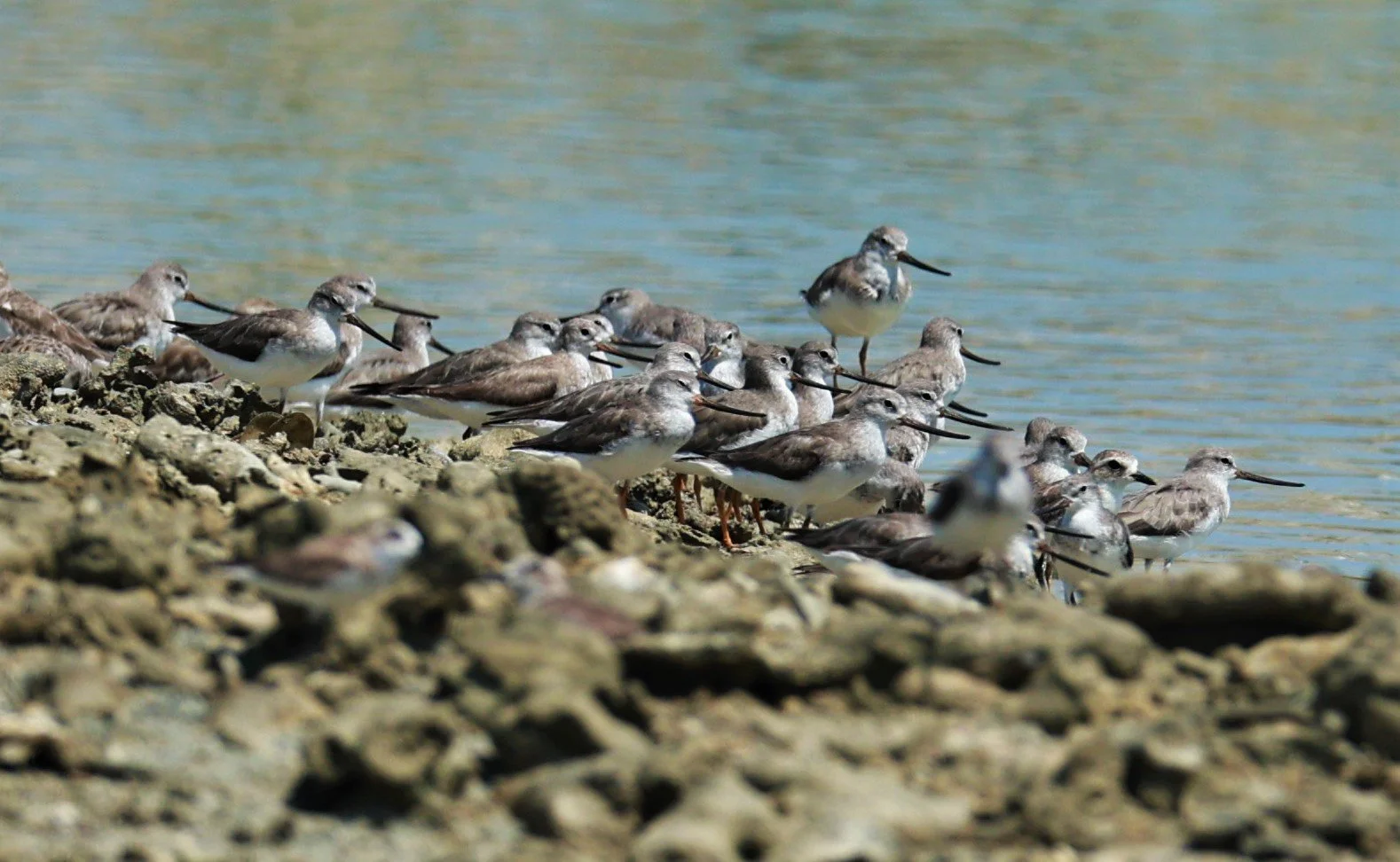 SANDPIPER - TEREK SANDPIPER - Xenus cinereus - Laem Pakarang, Phang Nga Province Feb 19 2023 (5).jpg