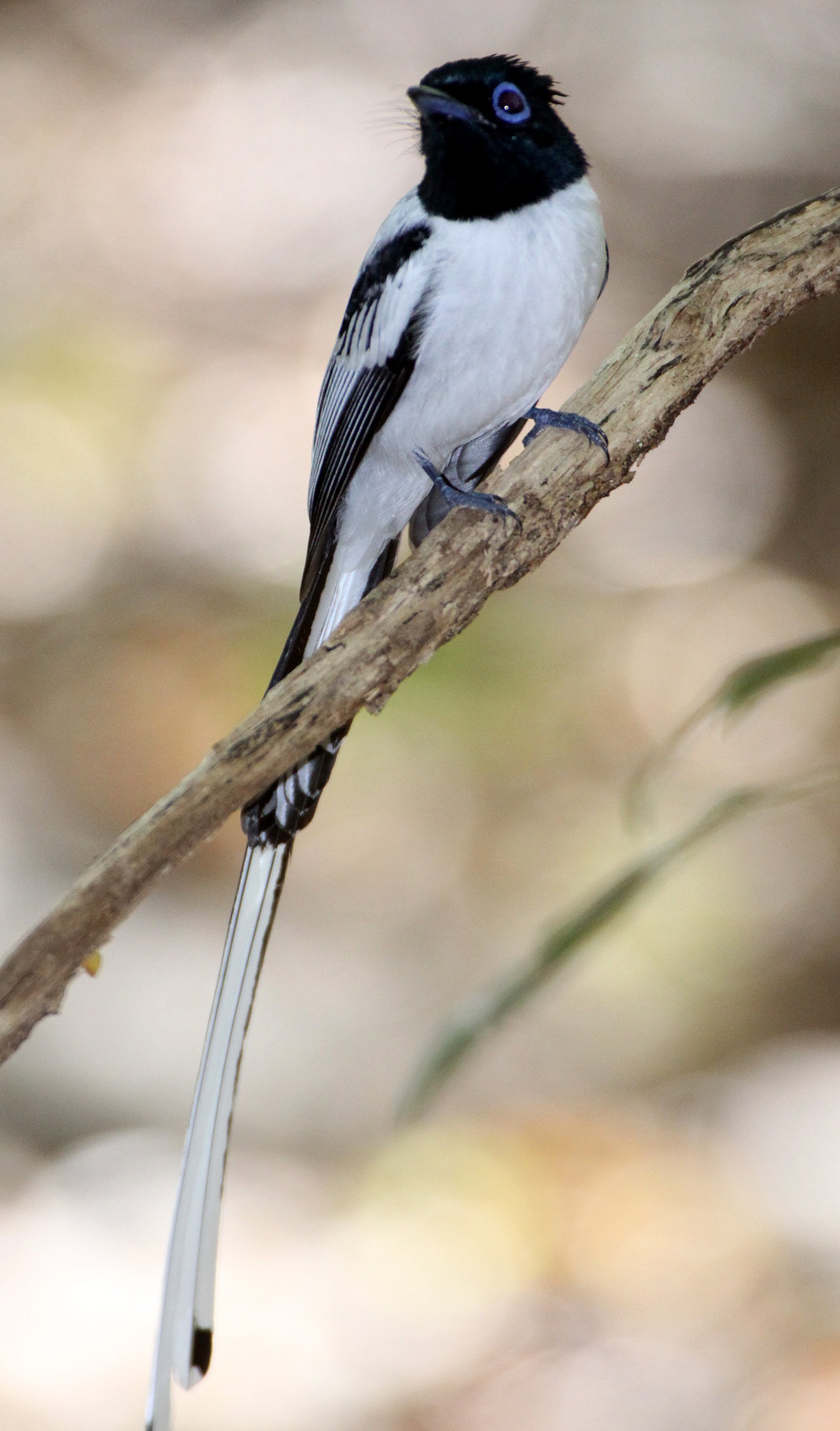 BIRD - FLYCATCHER - MADAGASCAR PARADISE FLYCATCHER - ANKARANA NATIONAL PARK MADAGASCAR (8).JPG