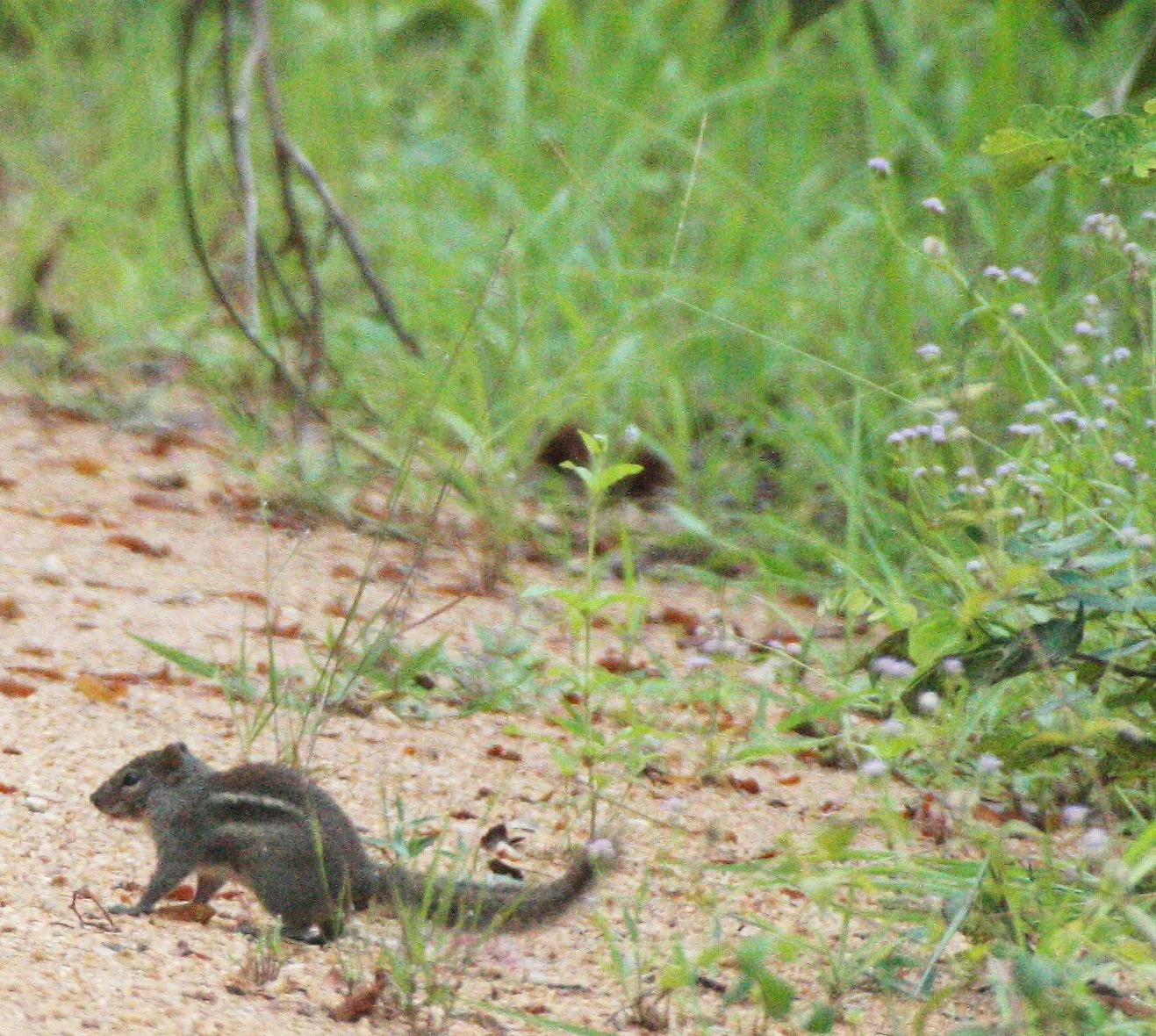 Menetes berdmorei - INDOCHINESE (BERDMORE'S) GROUND SQUIRREL - HUAI KHA KHAENG NWS THAILAND (16).JPG