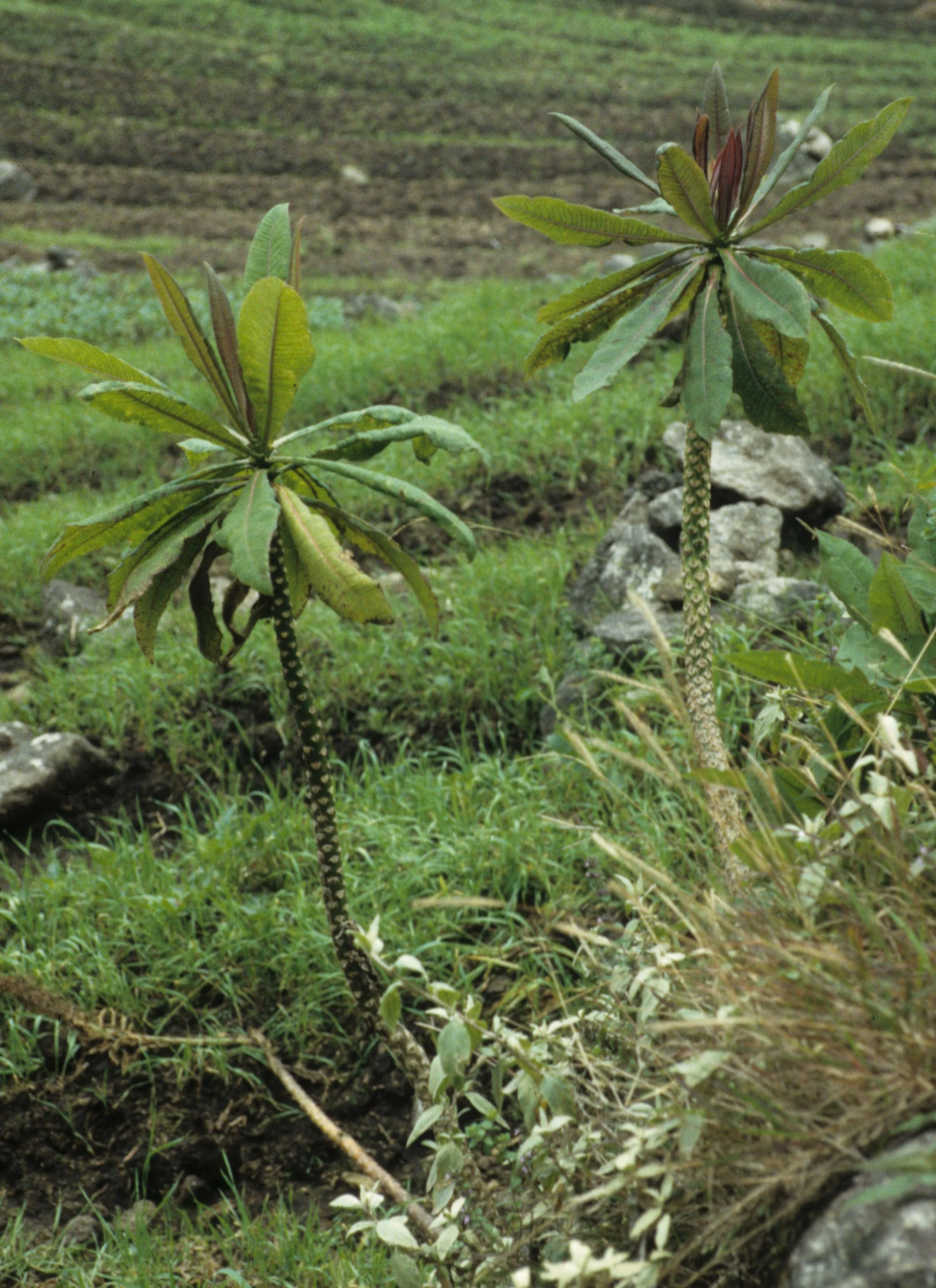 RWANDA - PLANTS - LOBELIA. C.jpg