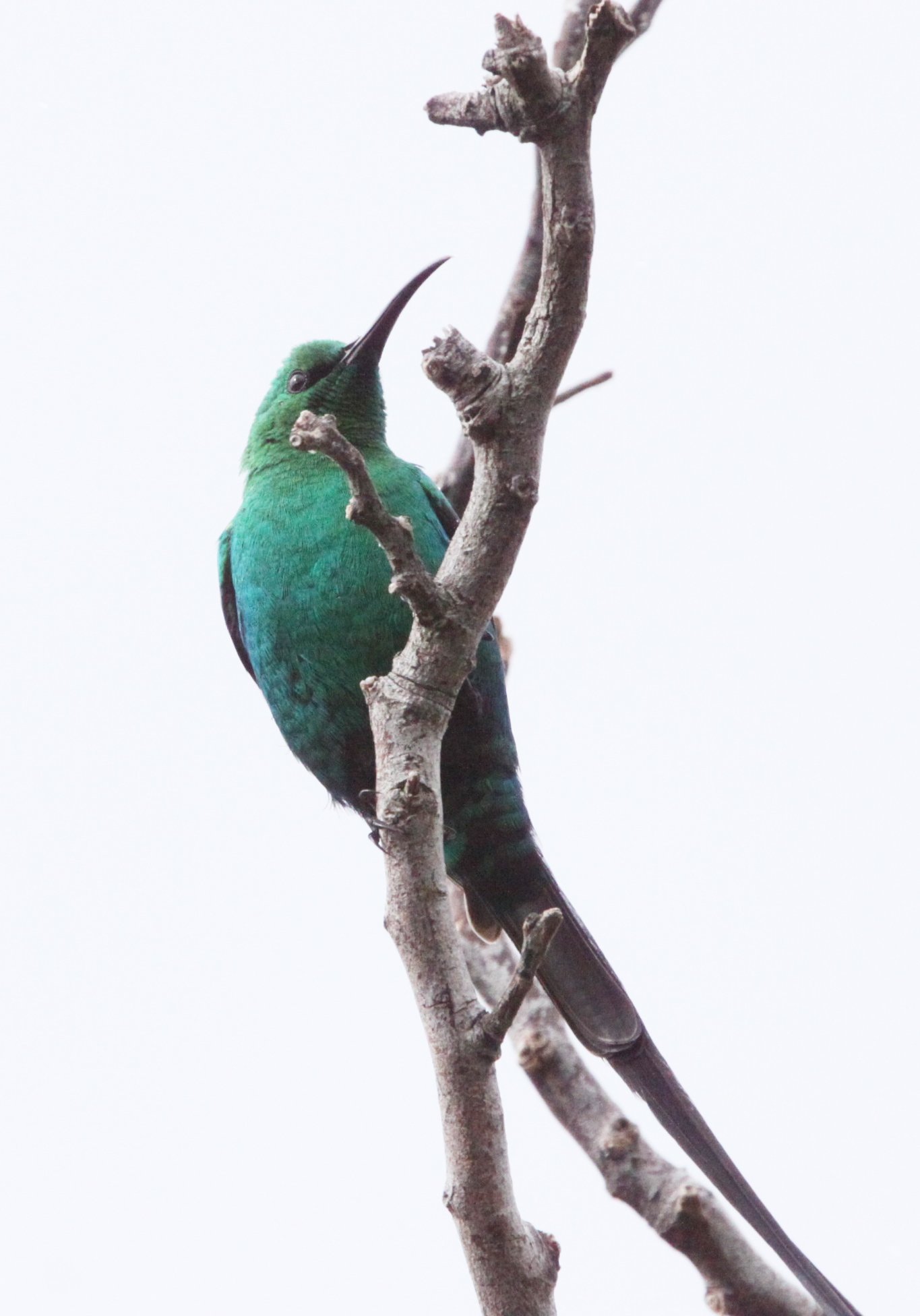 BIRD - SUNBIRD - MALACHITE SUNBIRD - NECTARINIA FAMOSA - SIMON'S TOWN TABLE MOUNTAIN - SOUTH AFRICA (7).JPG