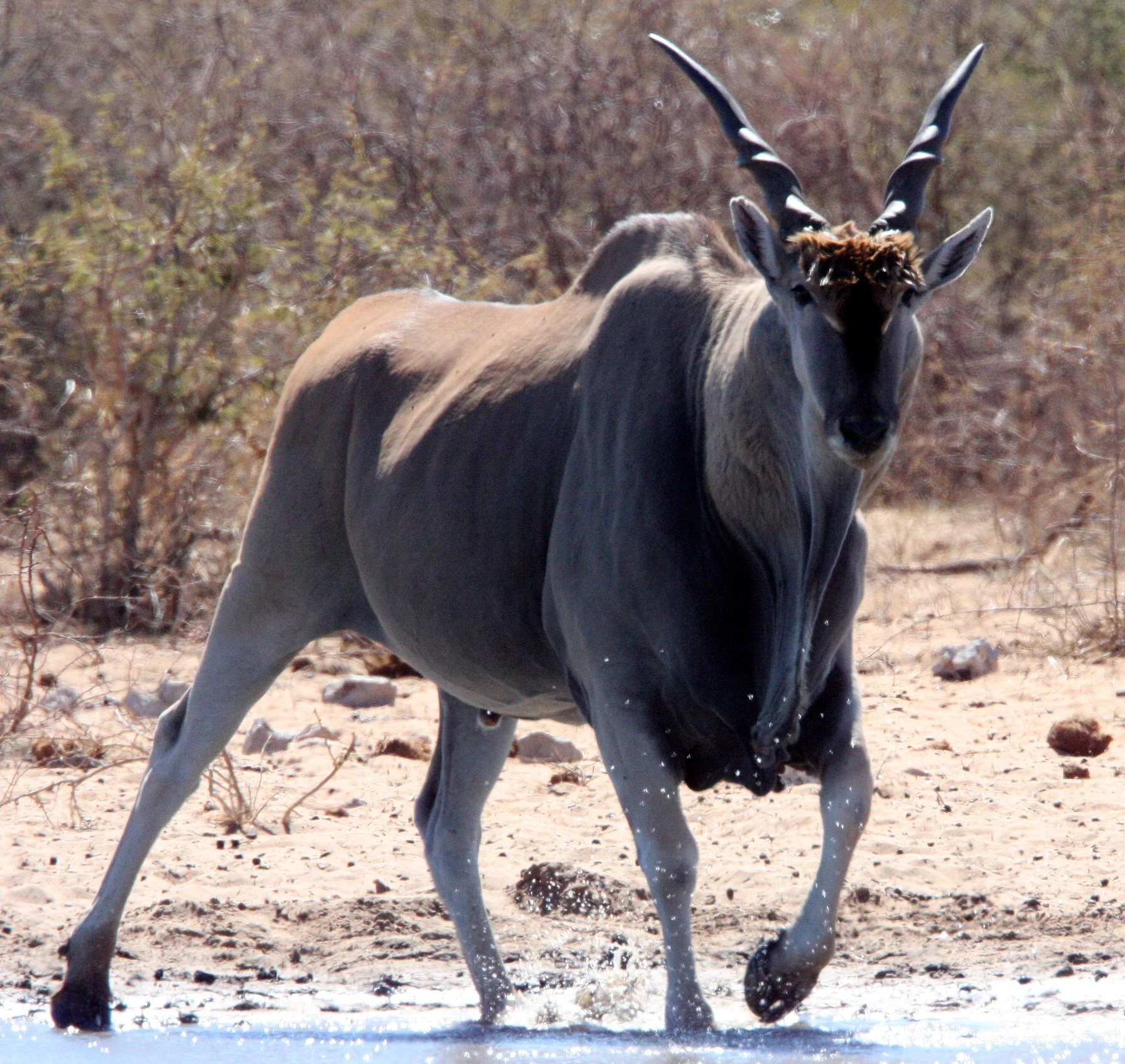 ELAND - LIVINGSTONE'S ELAND - Taurotragus oryx livingstonei - ETOSHA NATIONAL PARK NAMIBIA (31).JPG