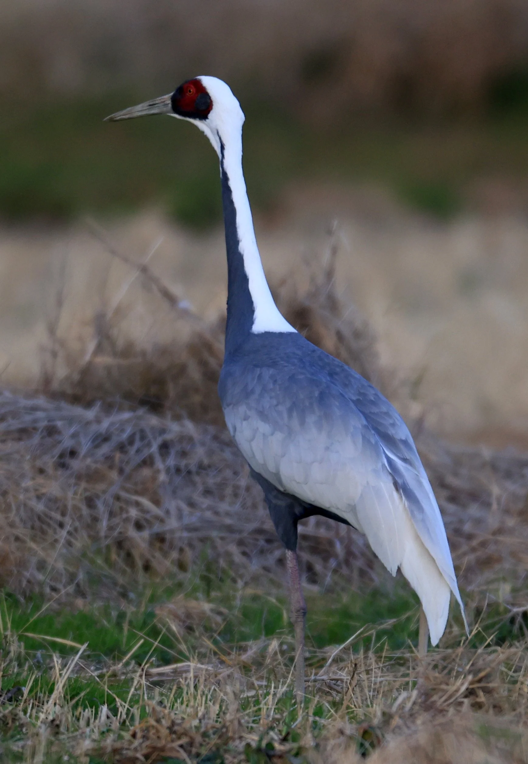 White-naped Crane (Antigone vipio) Izumi Crane Park & Center, Izumi Kagoshima Kyushu Japan (22).jpg