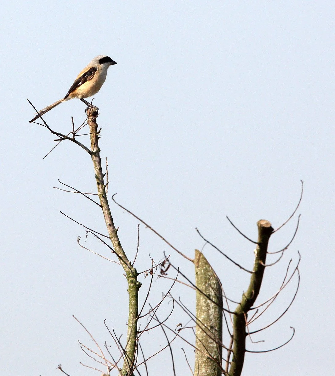 Long-tailed Shrike (Lanius schach) Chongming Island Dongtan Wetlands China (8).JPG