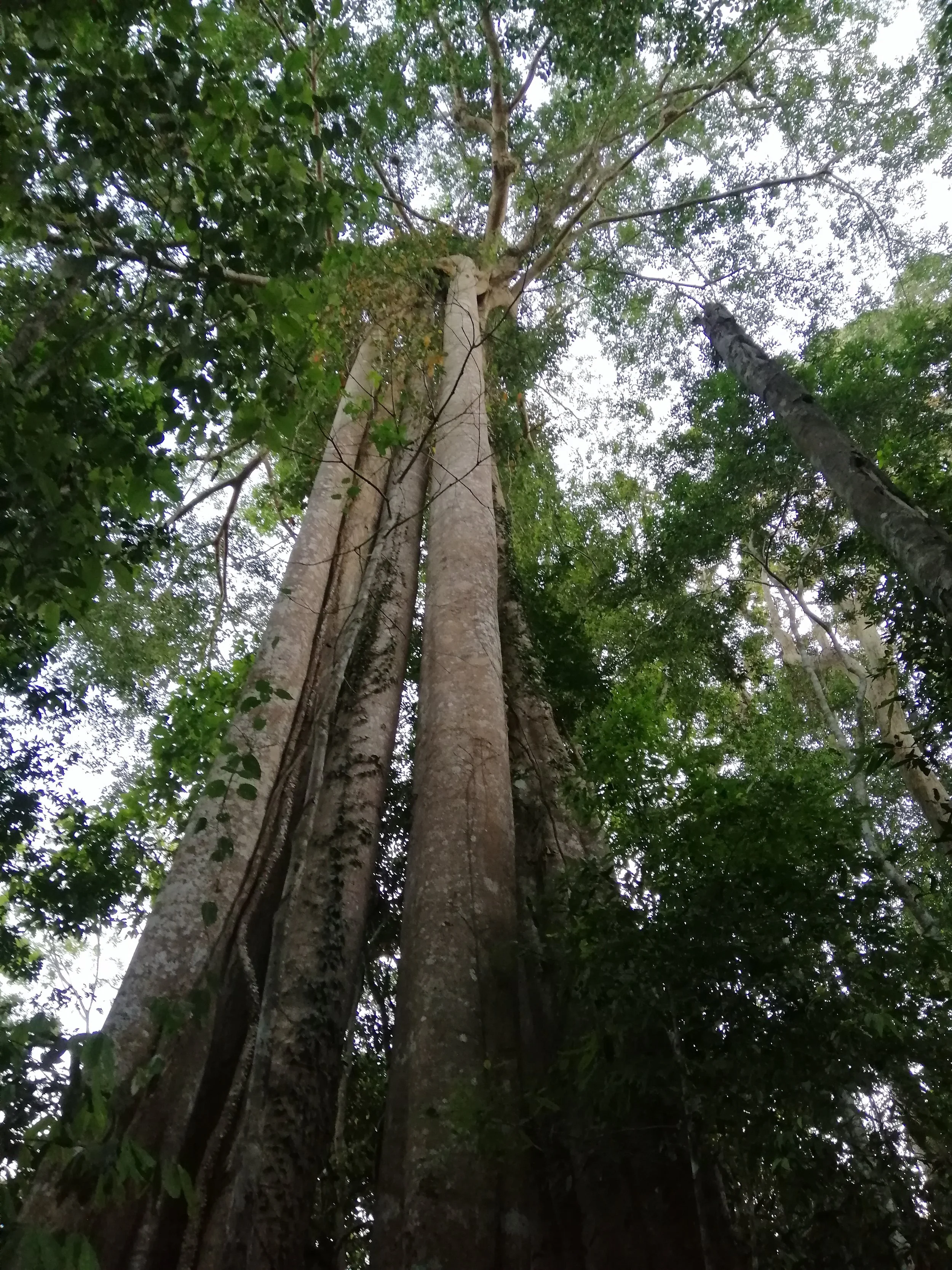 One seed dropped up top decades ago created what appears to be four or five trees close together of Ficus annulata.