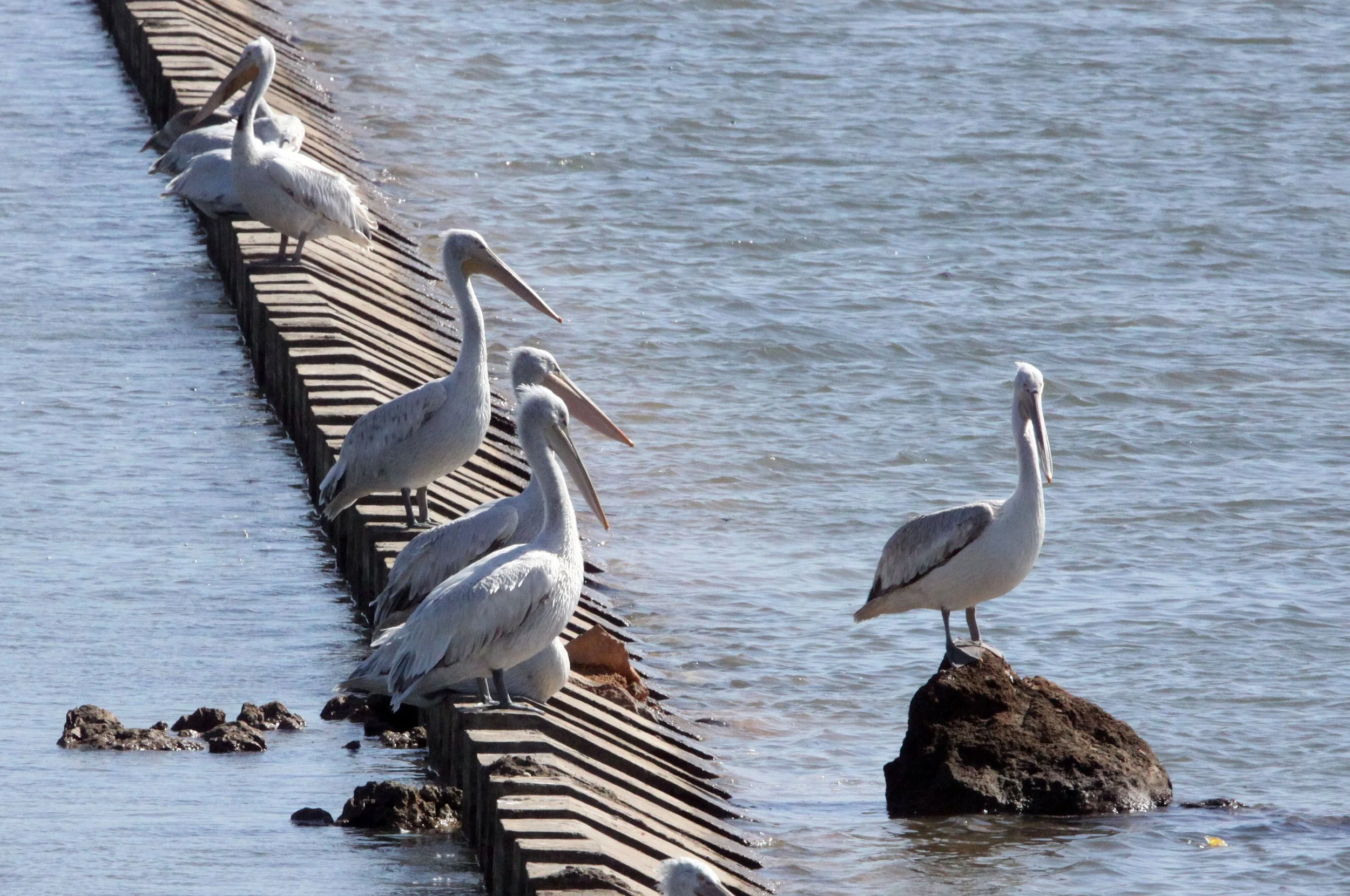 Pelecanus crispus - DALMATIAN PELICAN - GIR FOREST GUJARAT INDIA (48).JPG