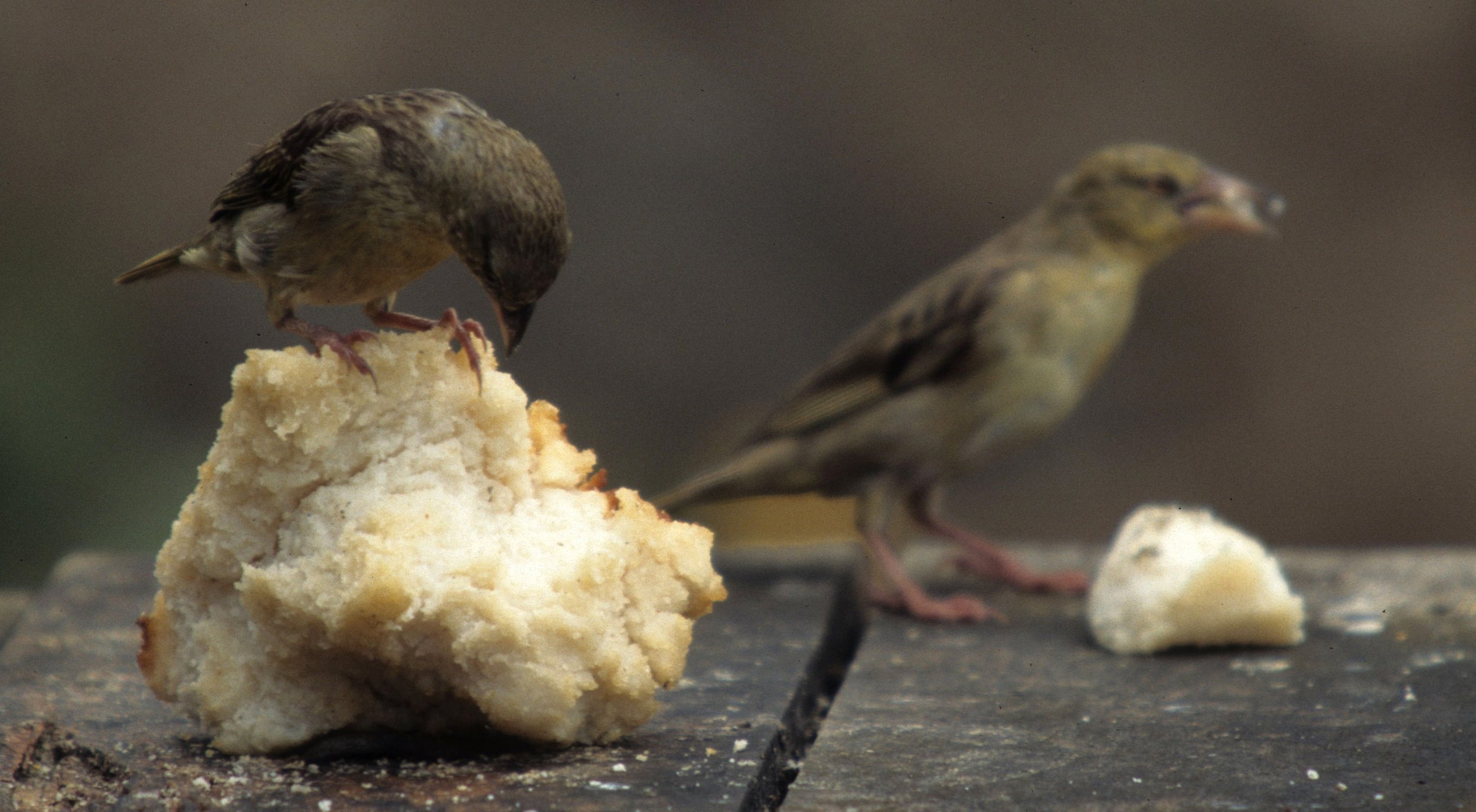 BIRDS - SPARROW - GREYHEADED - UGANDA C.jpg