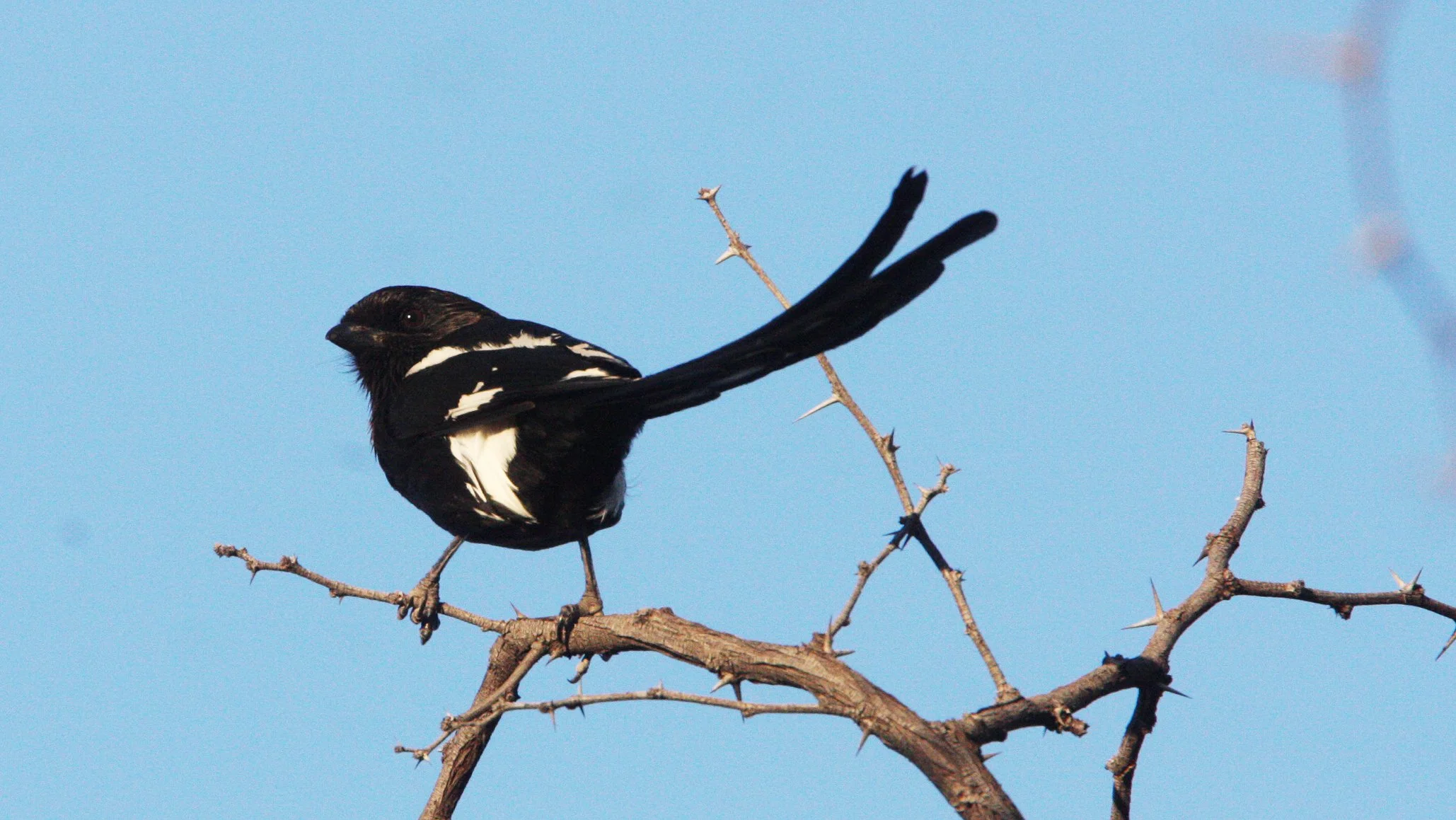 Magpie (Long-tailed) Shrike (Lanius melanoleucus) Khwai Camp Botswana (4).JPG