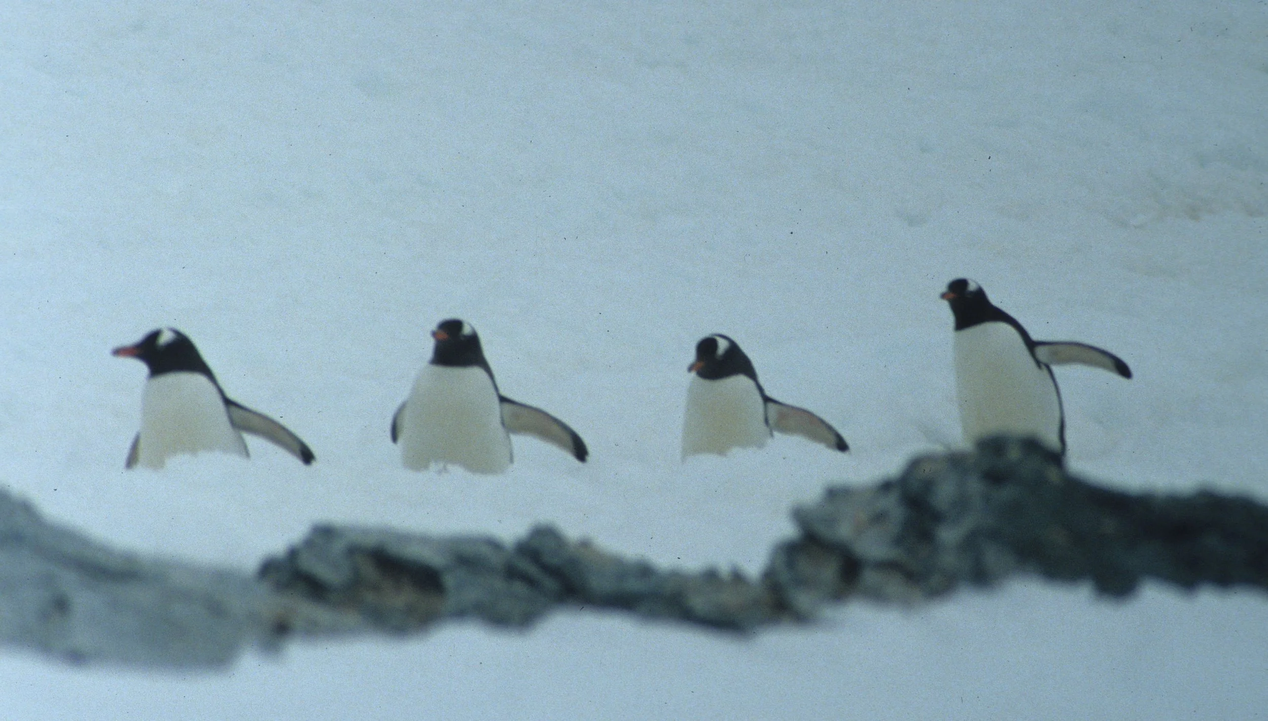 Gentoo Penguin (Pygoscelis papua) Danco Island Antarctic Peninsula (12).jpg