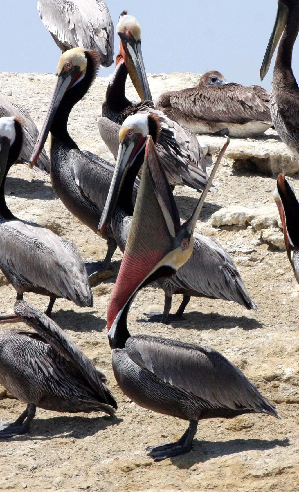 Pelecanus occidentalis - BROWN PELICAN - SAN IGNACIO LAGOON BAJA MEXICO (11).JPG