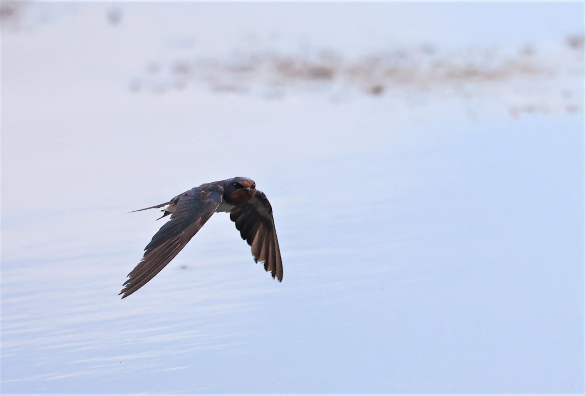 Barn Swallow (Hirundo rustica) Thap Yao Rice Fields Lat Krabang Bangkok (47).jpg