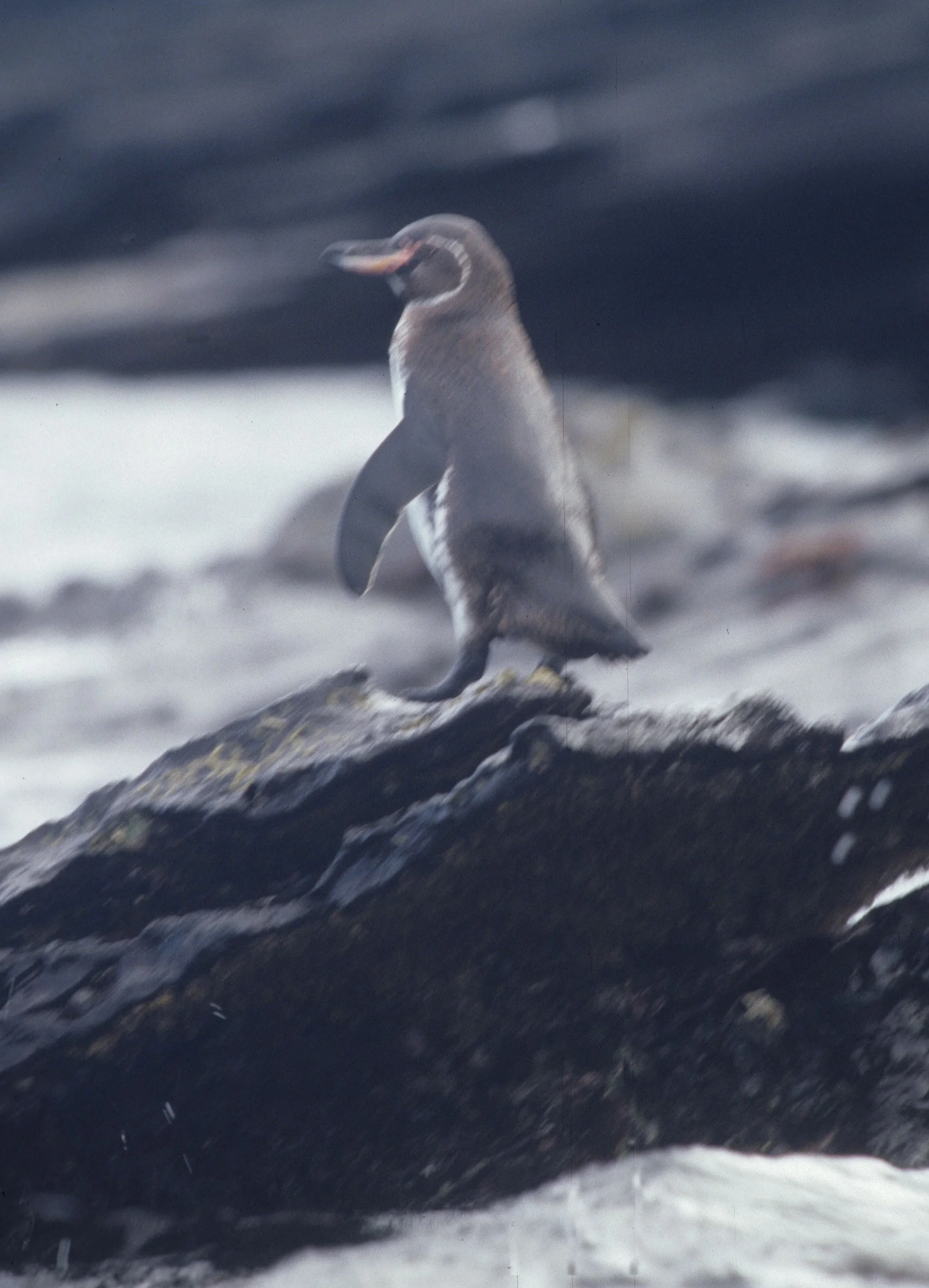 Galapagos Penguin (Spheniscus mendiculus) Galapagos Islands Ecuador (7).jpg