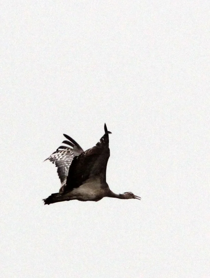 Arabian bustard (Ardeotis arabs) Ali Dege Plains, Ethiopia (16).JPG