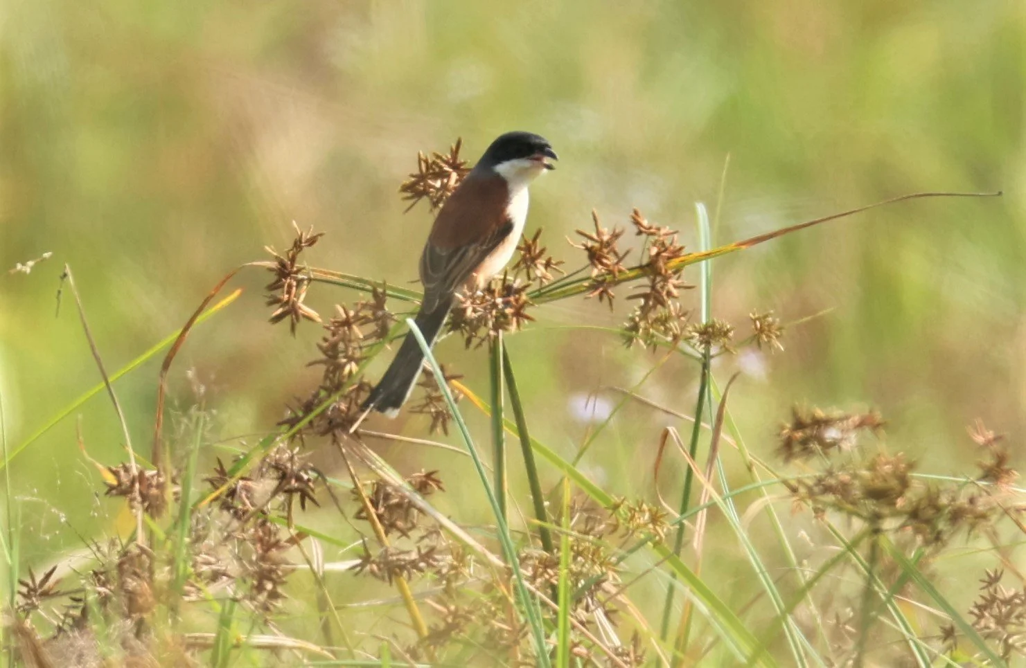 Long-tailed Shrike (Lanius schach) Nong Bong Kai Non-hunting Area Thailand (6).JPG