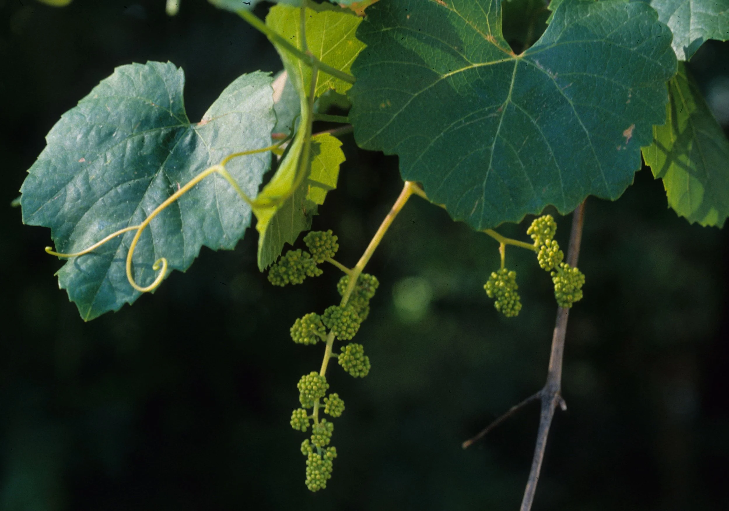 AMERICAN RIVER - VITIS CALIFORNICA - CALIFORNIA WILD GRAPE.jpg