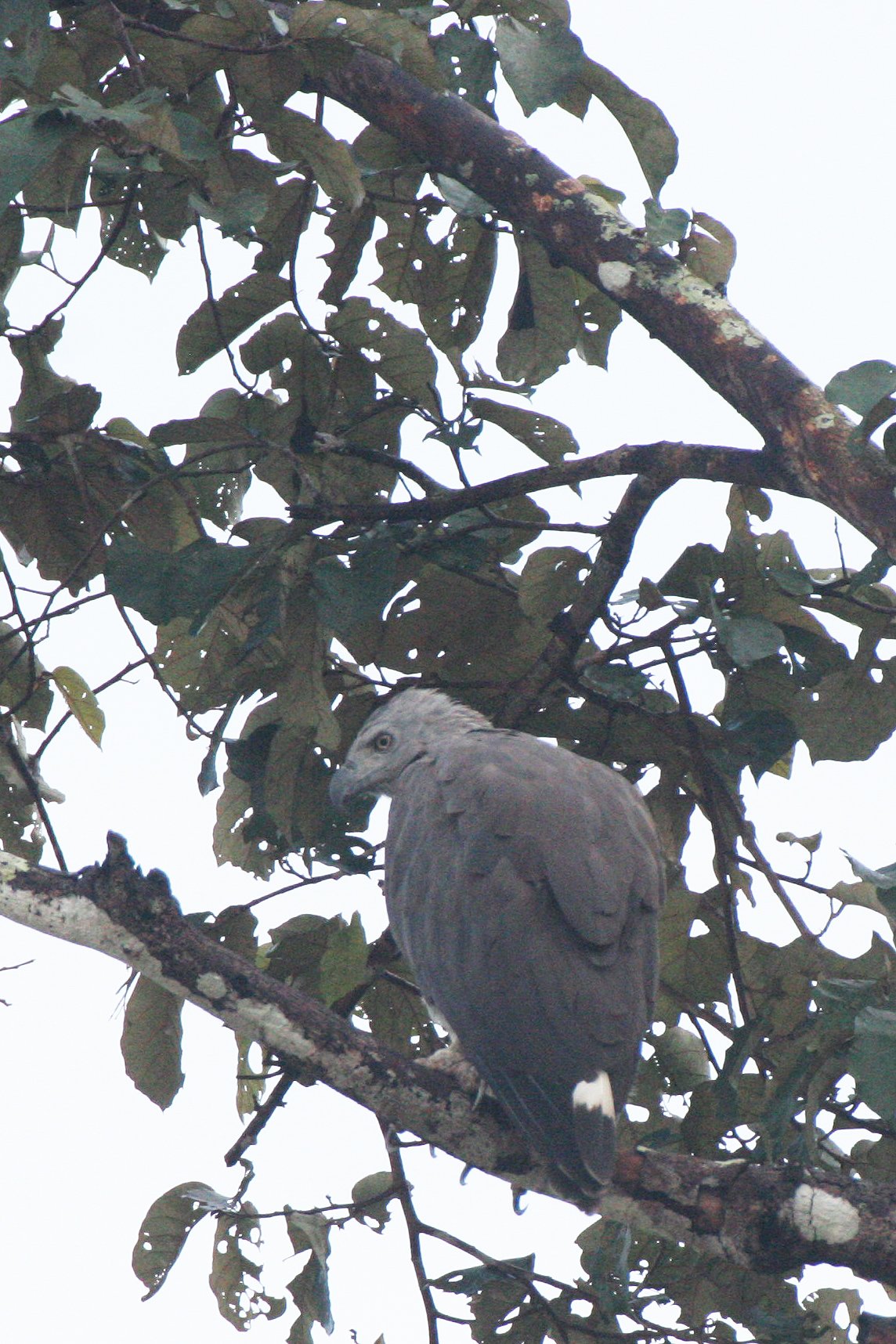Haliaeetus ichthyaetus - GREY-HEADED FISH EAGLE - KINABATANGAN RIVER BORNEO  (6).JPG