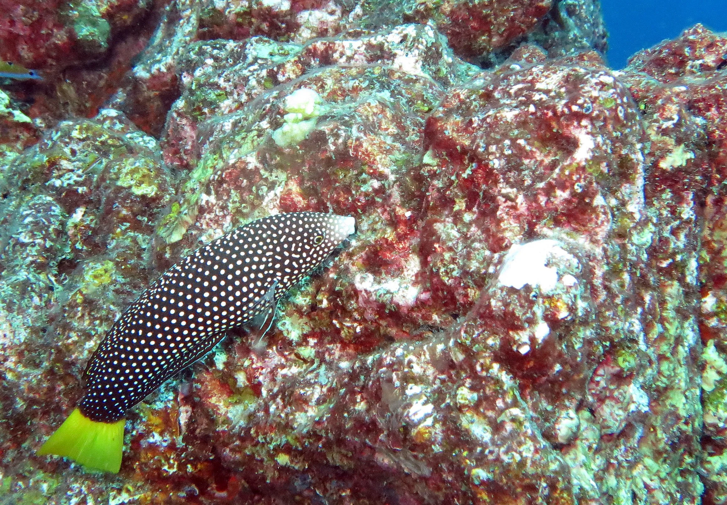 Labridae - Blue-spotted wrasse (Anampses caeruleopunctatus) Similans Thailand.JPG