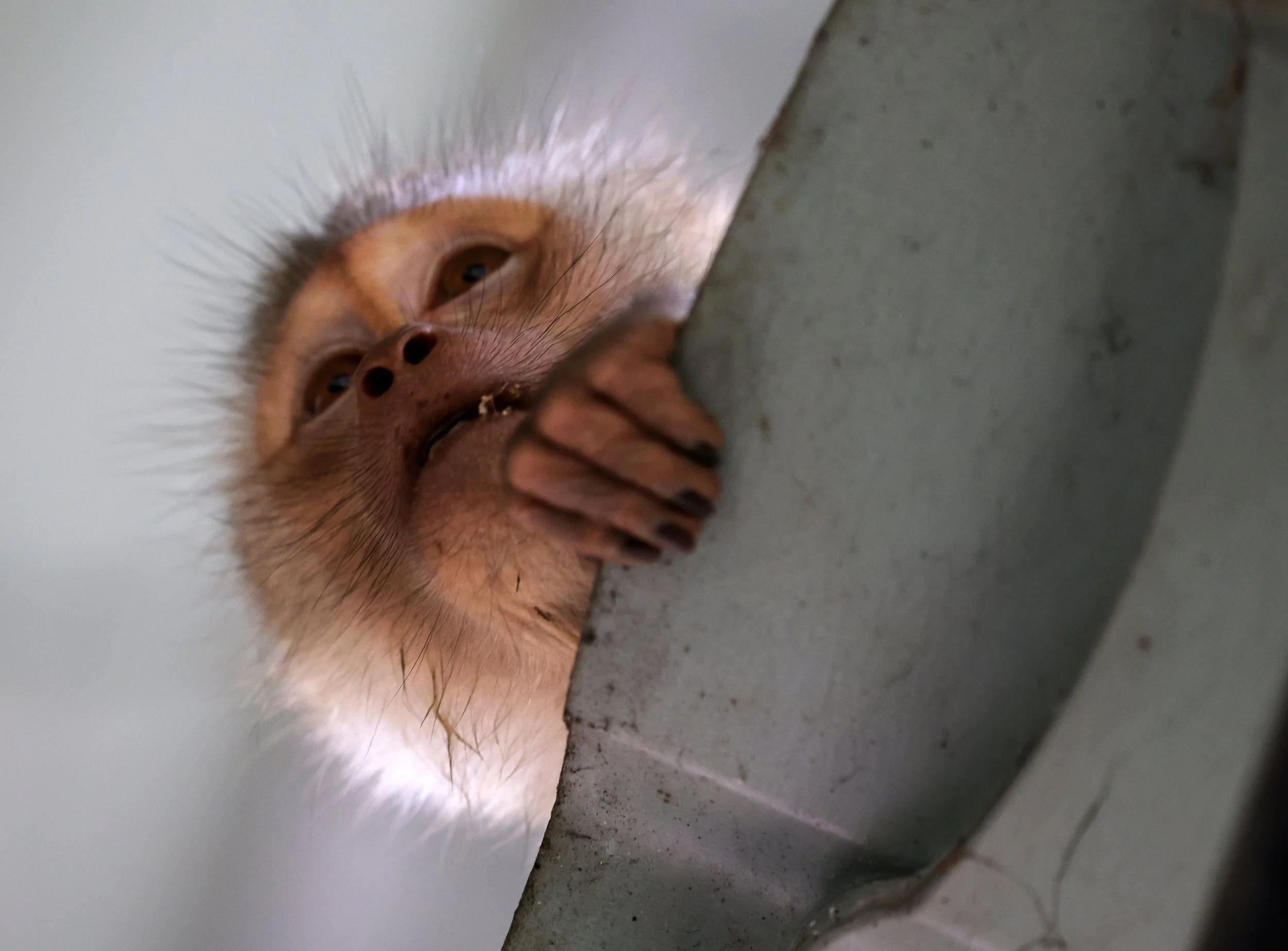 Northern Pig-tailed Macaque (Macaca leonina) Khao Yai National Park Feb 2026 Day 2 (2).jpg
