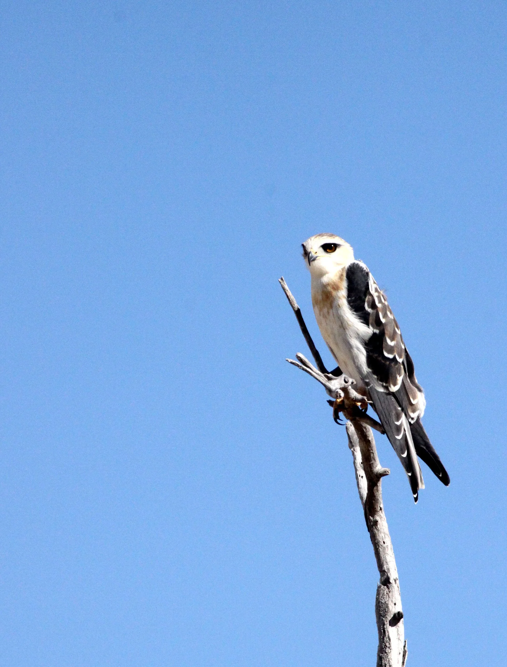 Elanus caeruleus caeruleus - BLACK-SHOULDERED KITE - ETOSHA NATIONAL PARK NAMIBIA (2).JPG
