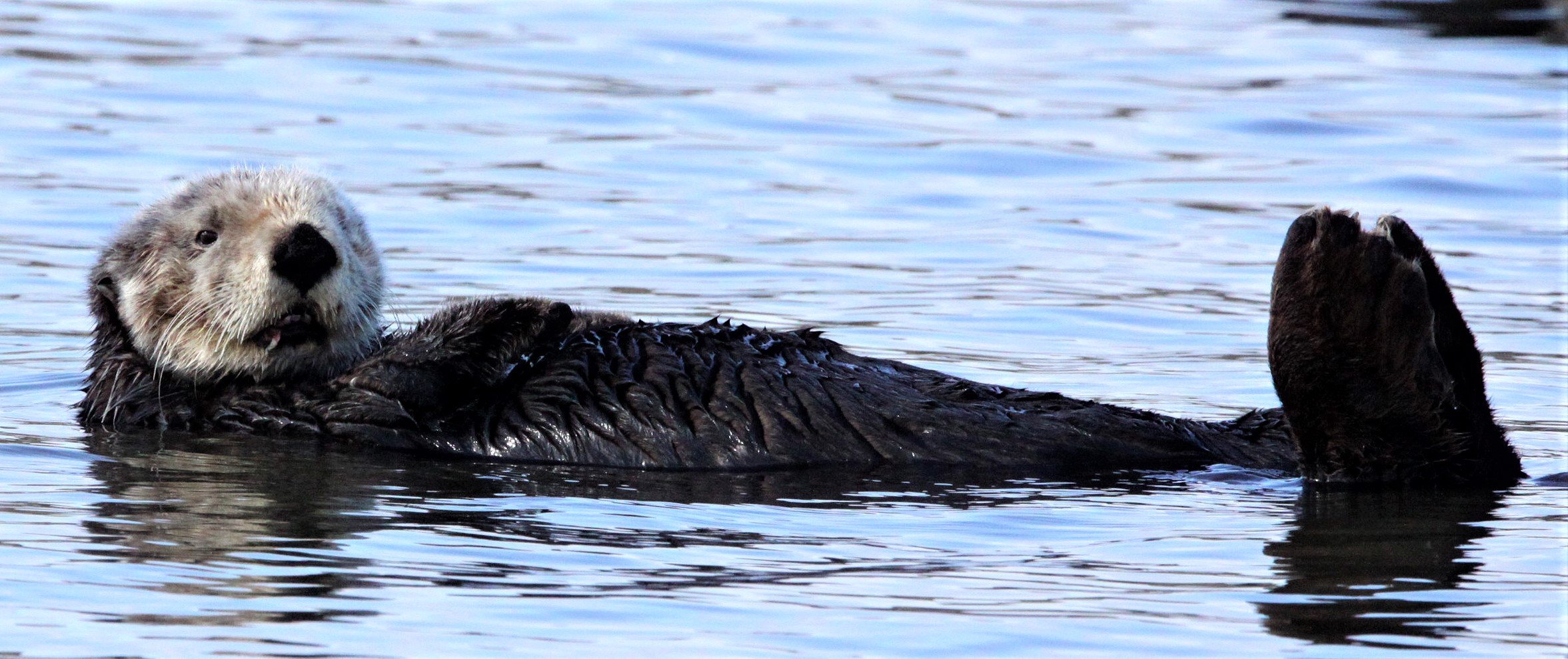 Enhydra lutris nereis - CALIFORNIA (SOUTHERN) SEA OTTER - ELKHORN SLOUGH  WILDLIFE REFUGE CALIFORNIA (53).JPG