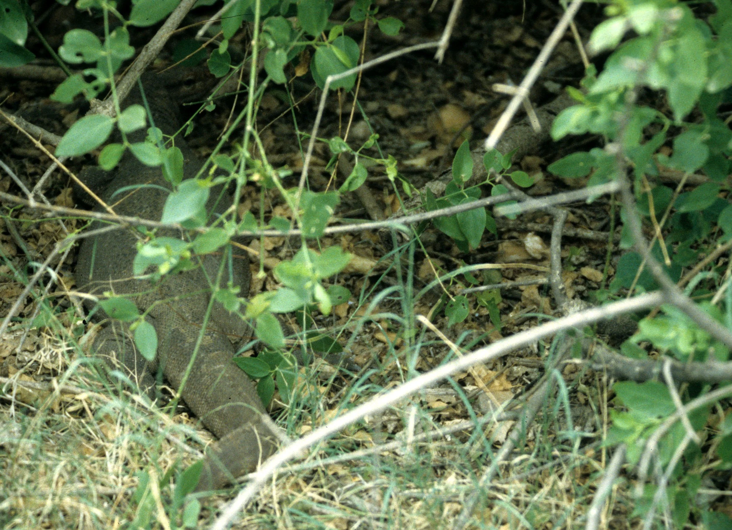 REPTILE - MONITOR LIZARD - SPECIES A - KALEODEO INDIA.jpg