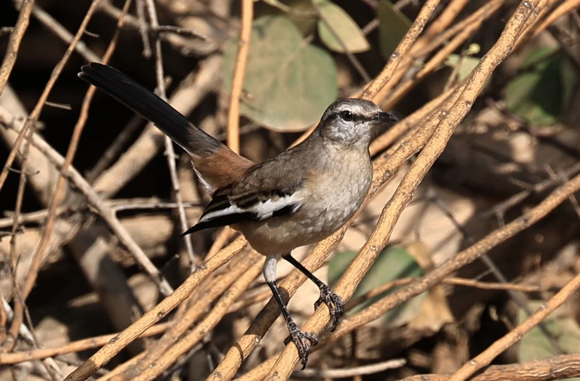 White-banded Mockingbird (Mimus triurus) Hotel Campestre Iparoma Paraguay (14).jpg
