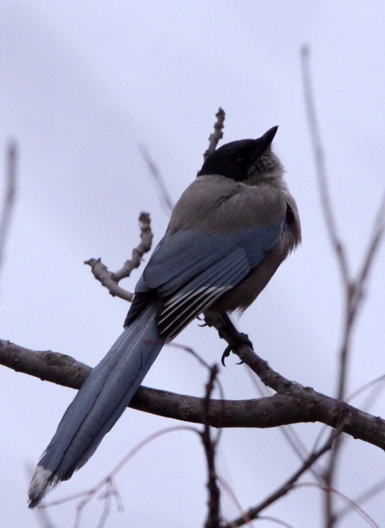 BIRD - MAGPIE - AZURE-WINGED MAGPIE- YANCHENG CHINA (8).JPG