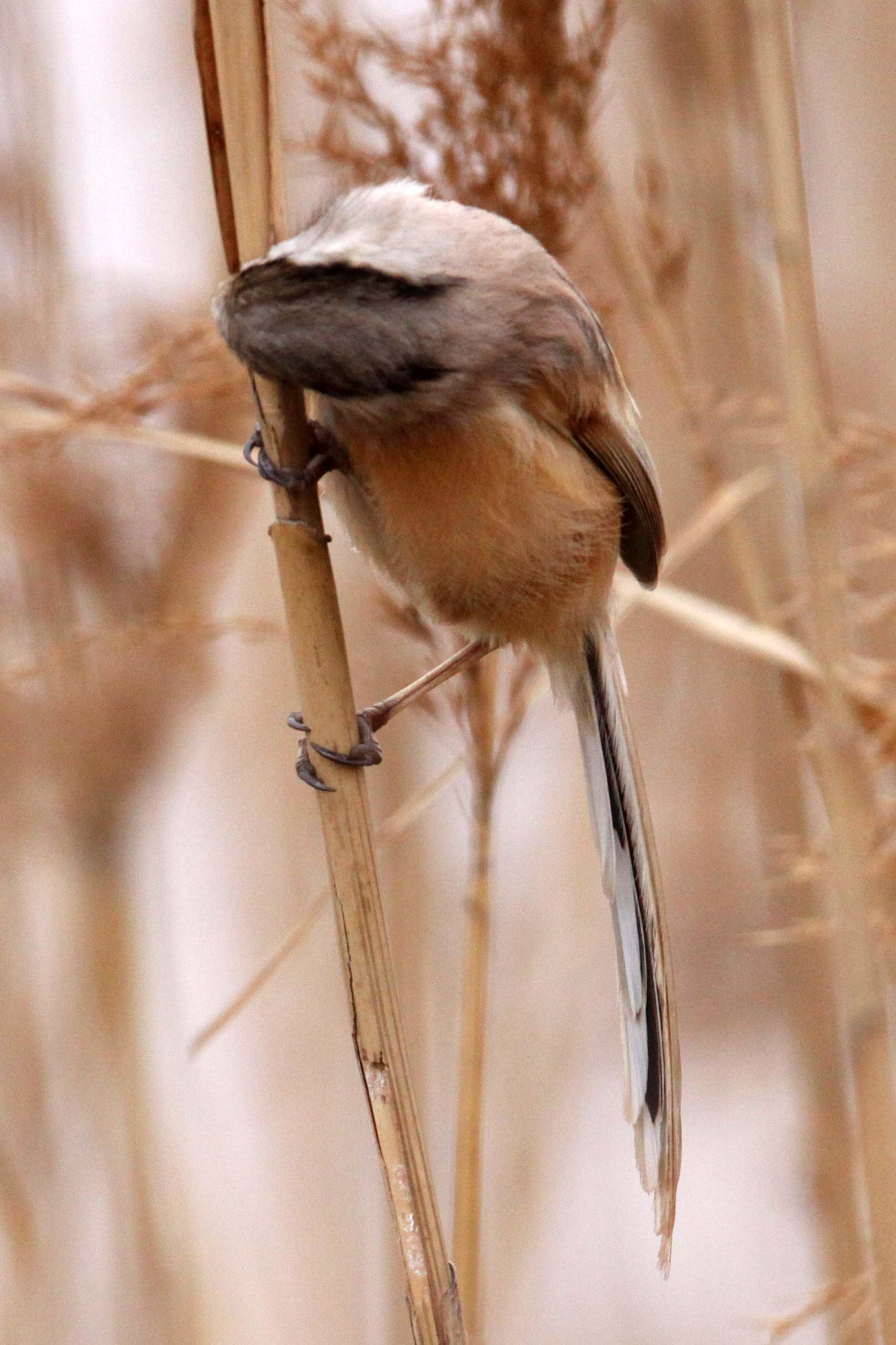 BIRD - PARROTBILL - REED PARROTBILL - YANCHENG CHINA (45).JPG