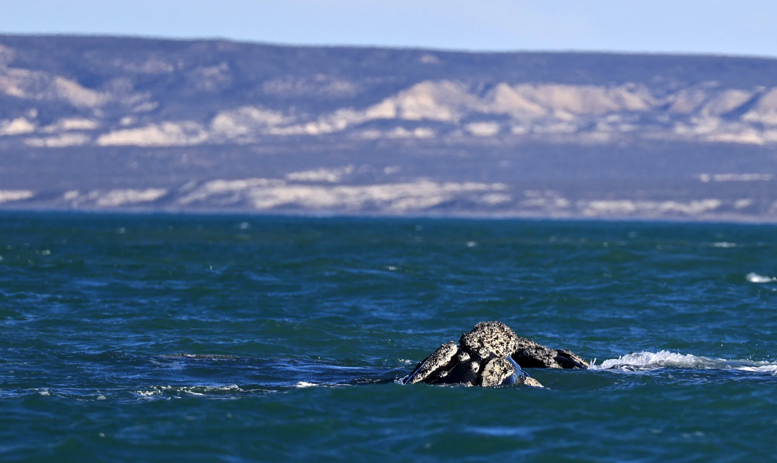 Southern Right Whale (Eubalaena australis) Puerto Rawson Argentina (1).jpg